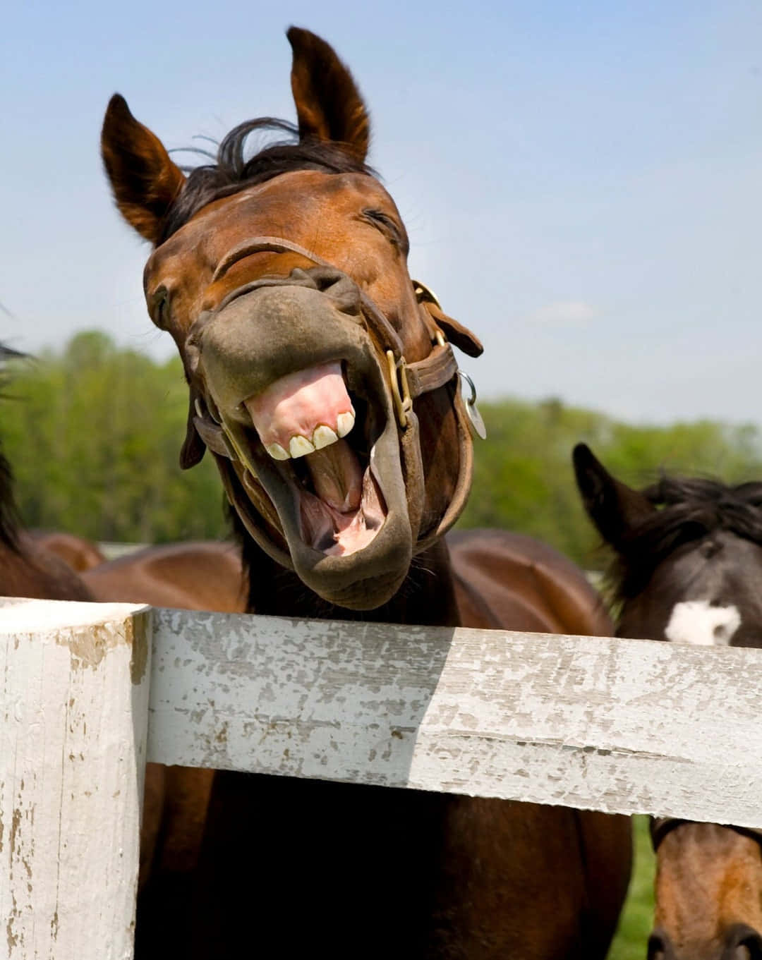 En humoristisk ridetur på hesteryg i naturen Wallpapers