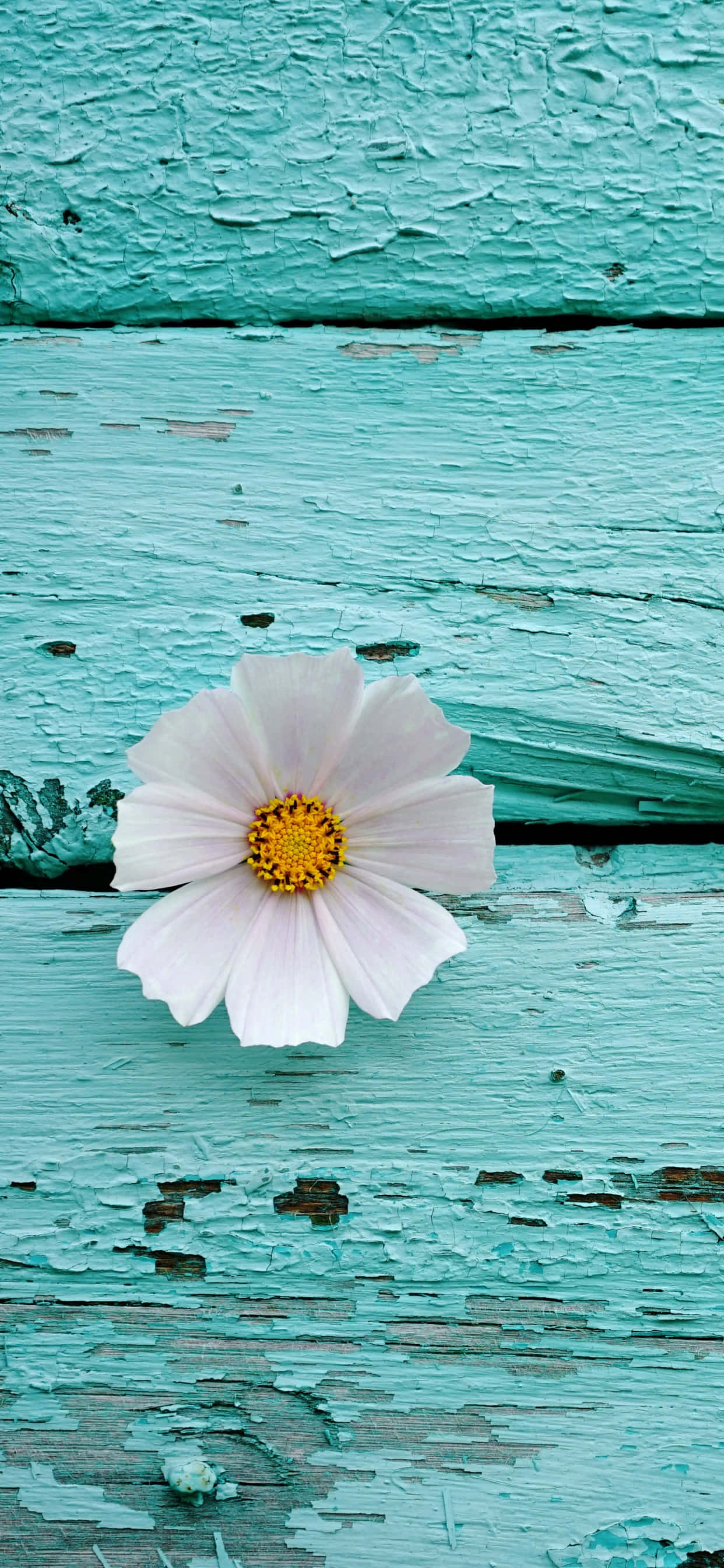 en hvid blomst på en turkis træoverflade Wallpapers