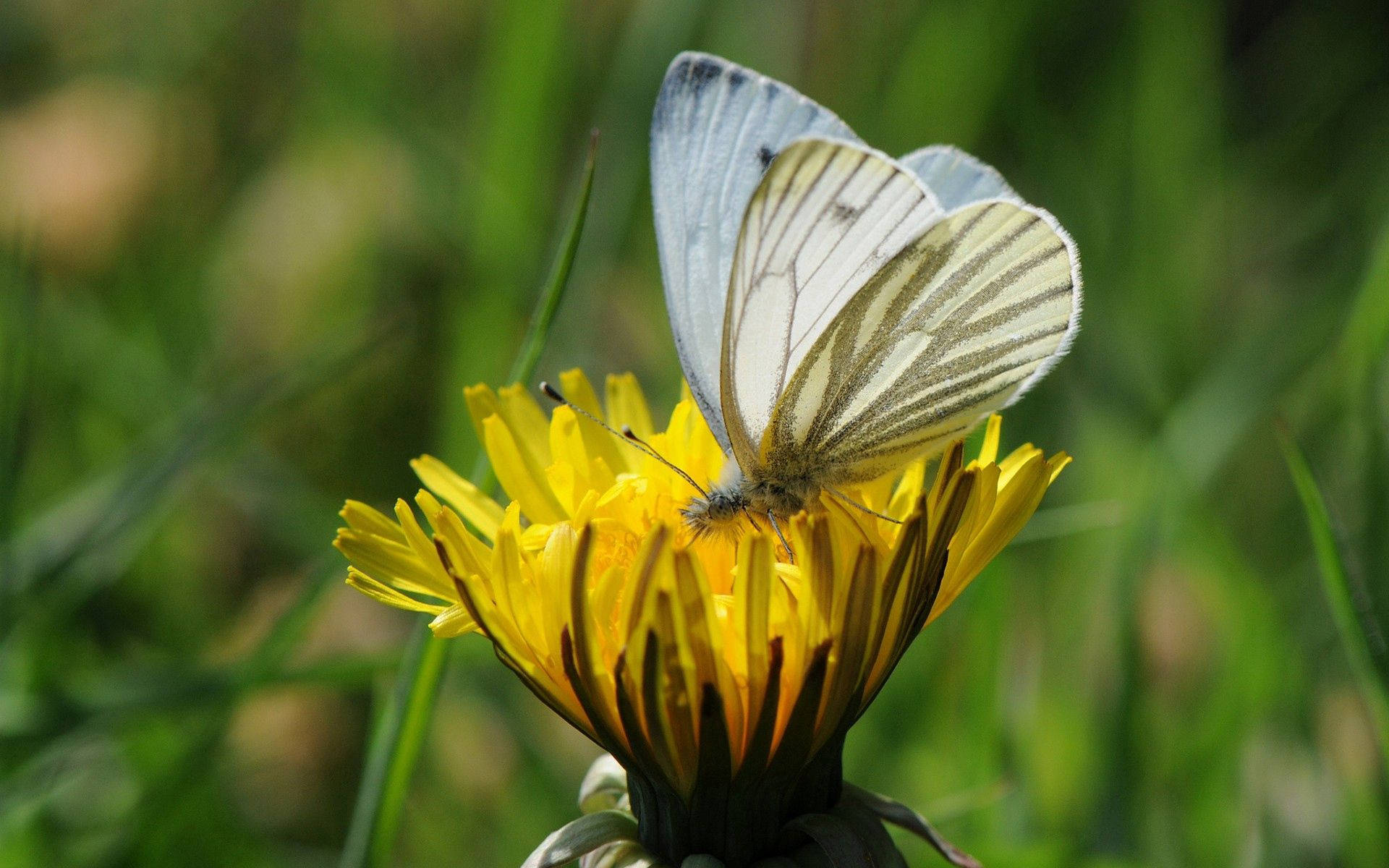 En hvid sommerfugl besøger en lyserød blomst Wallpapers
