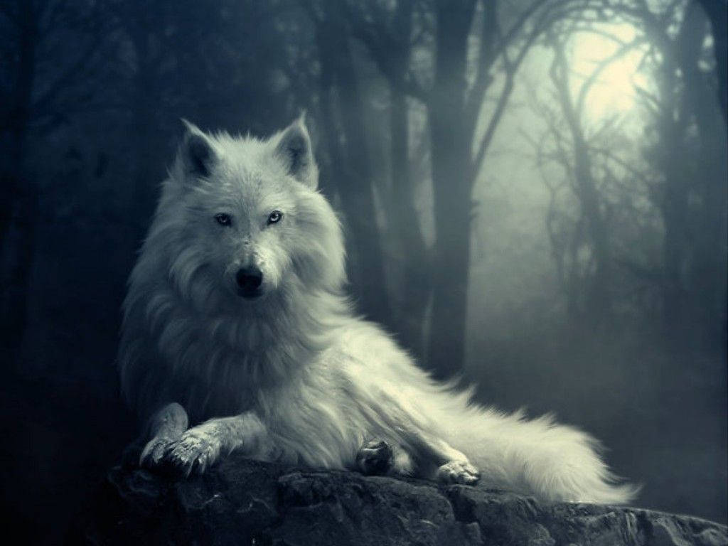 En hvid ulv i skoven Wallpapers