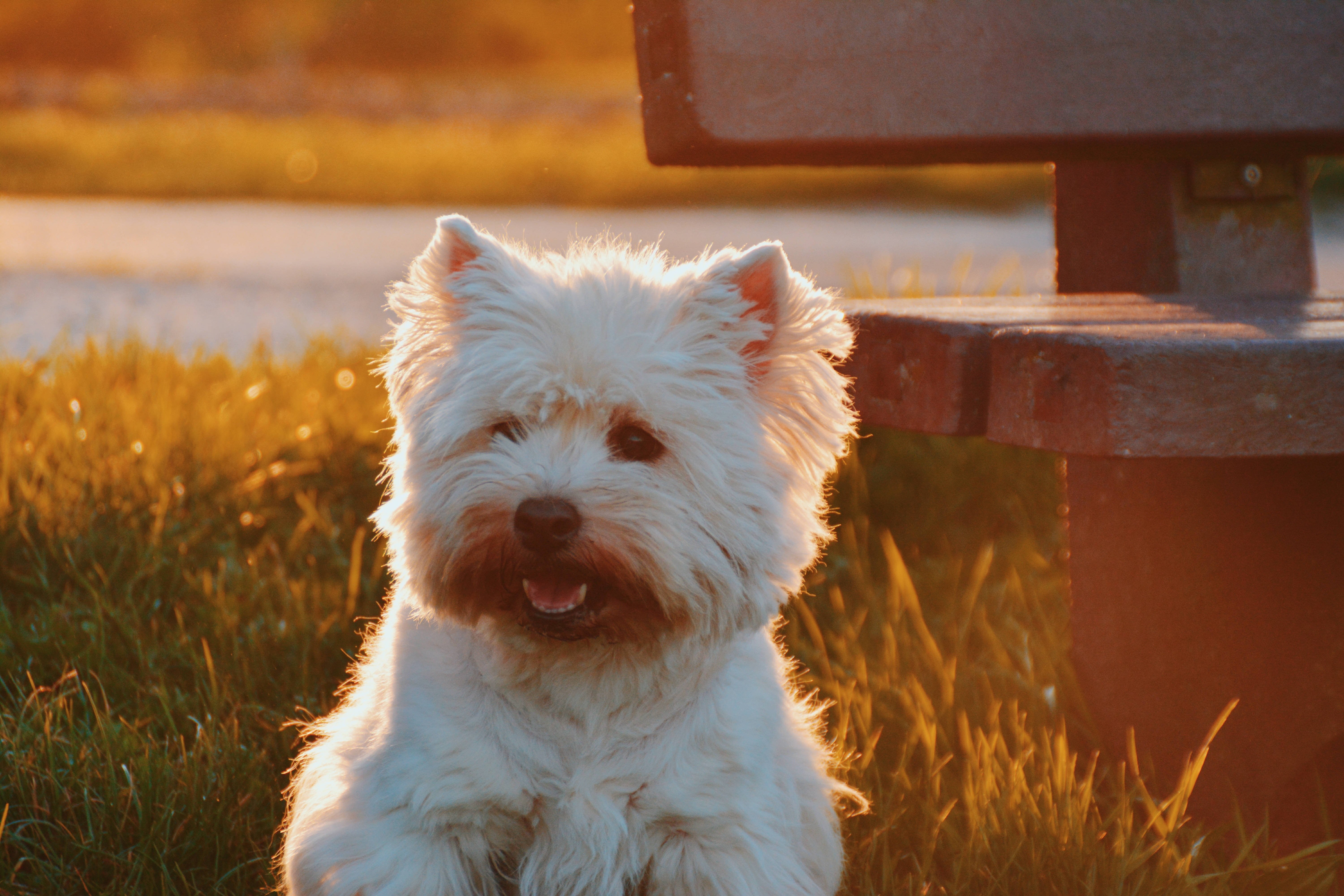 En hvid westie slapper af i den farverige solnedgang Wallpapers