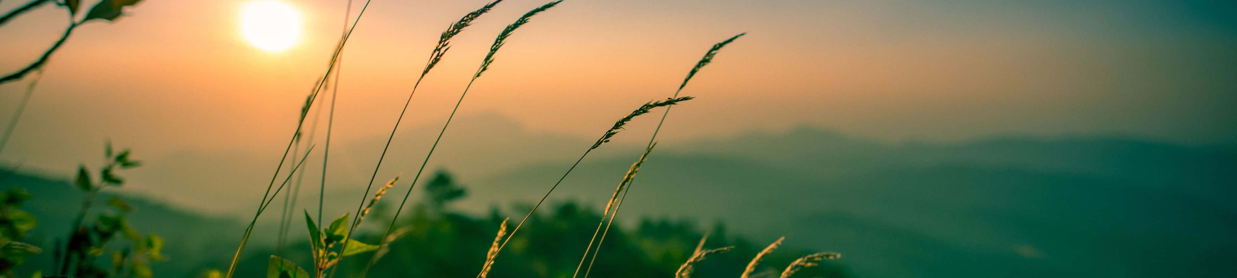 En idyllisk solnedgang i en bjerglysning omgivet af frodig nåleskov. Wallpapers