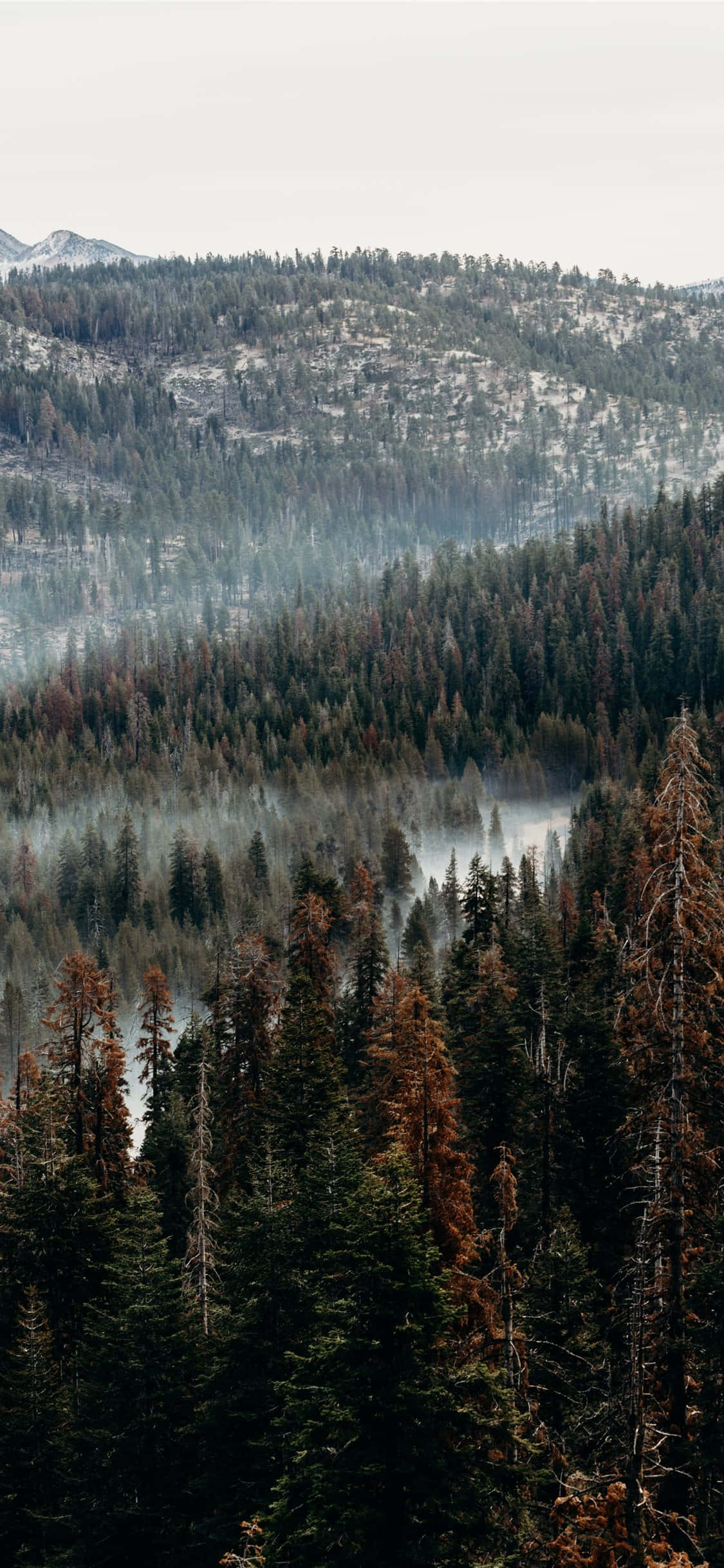 En iPhone midt i en skov Wallpapers