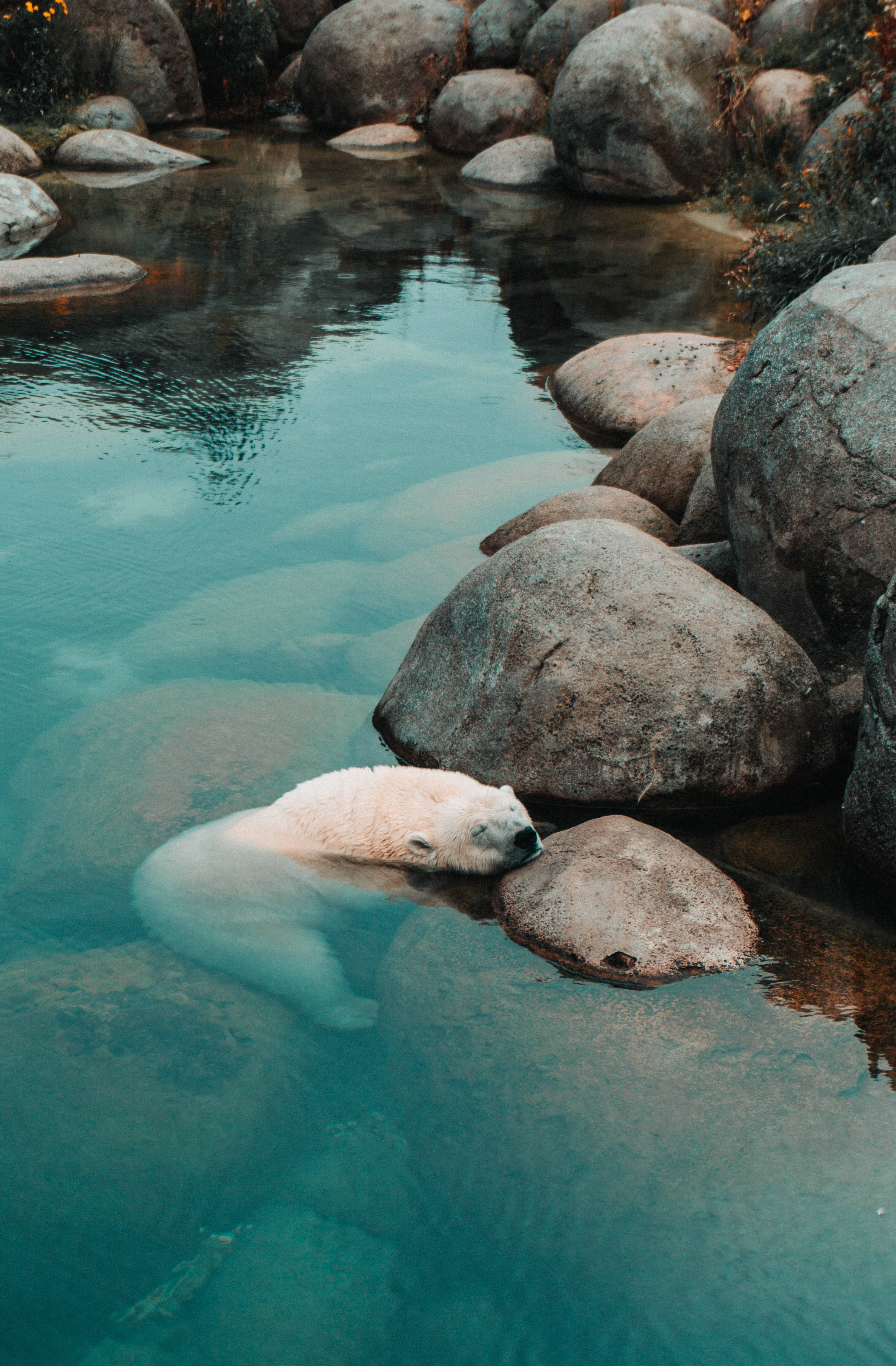 En isbjørn, der hviler på en stor sten Wallpapers