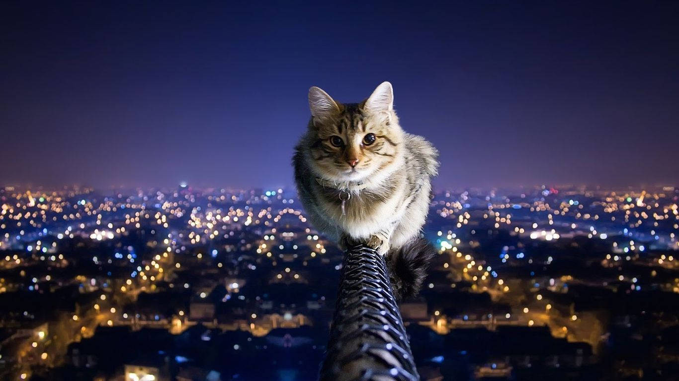 En kat, der kigger ud over en by Wallpapers