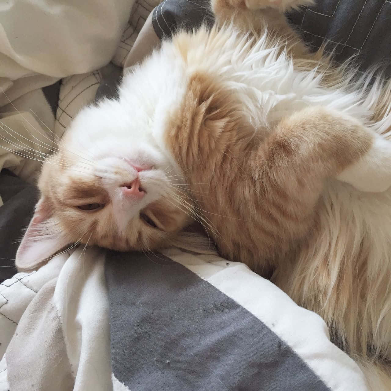 en kat, der ligger på en seng Wallpapers