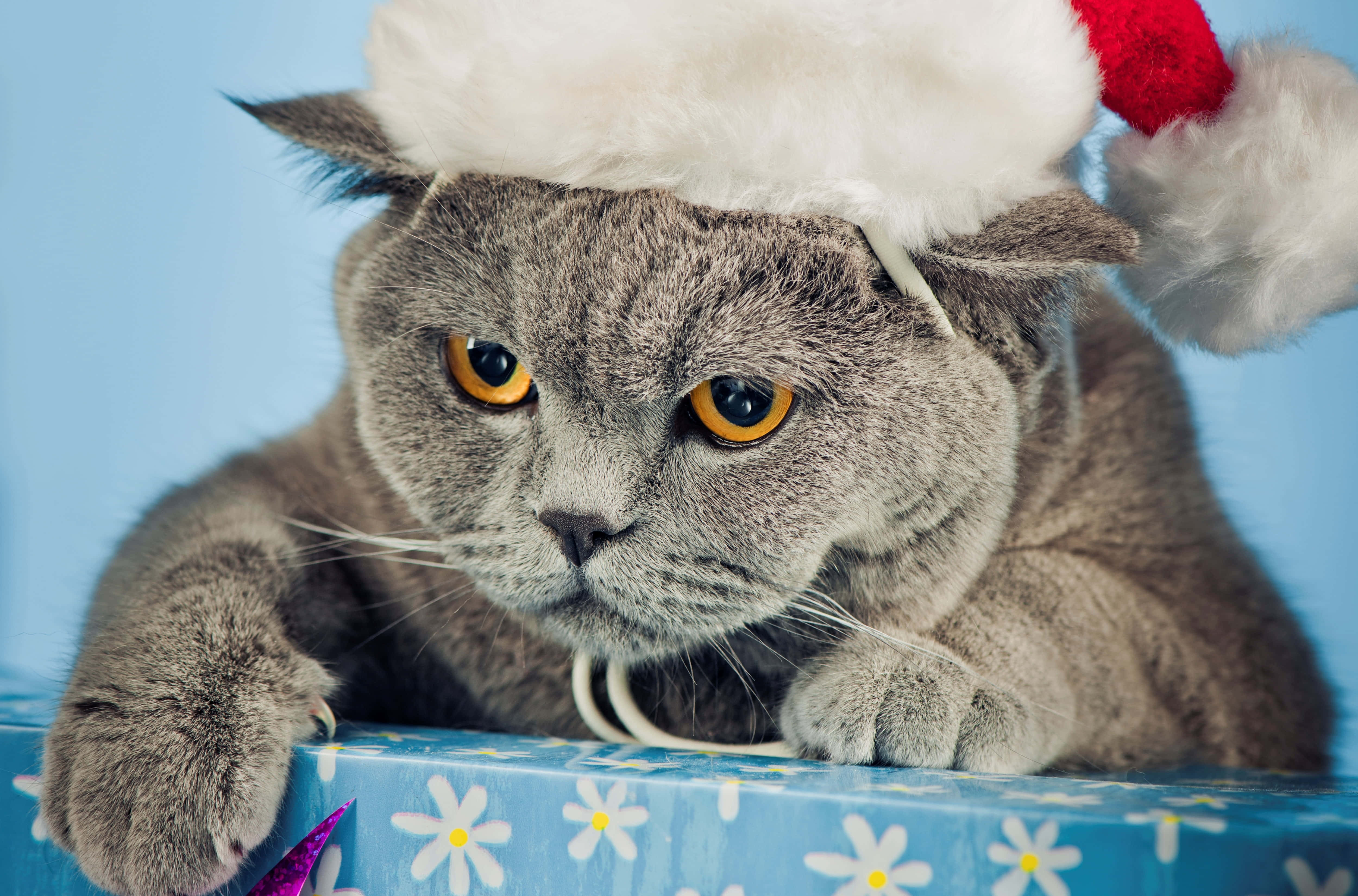 en kat iført en julemandshue Wallpapers