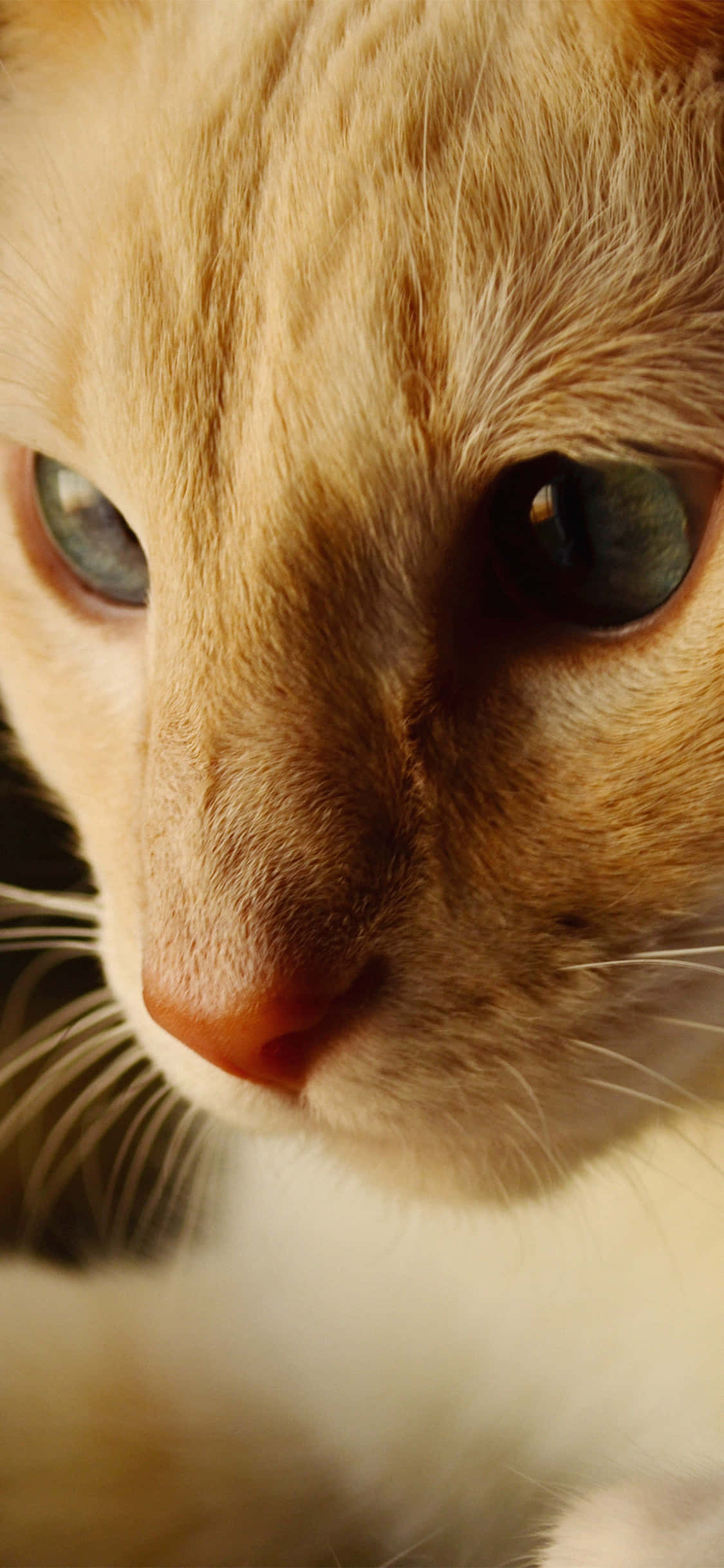 en kat med blå øjne Wallpapers