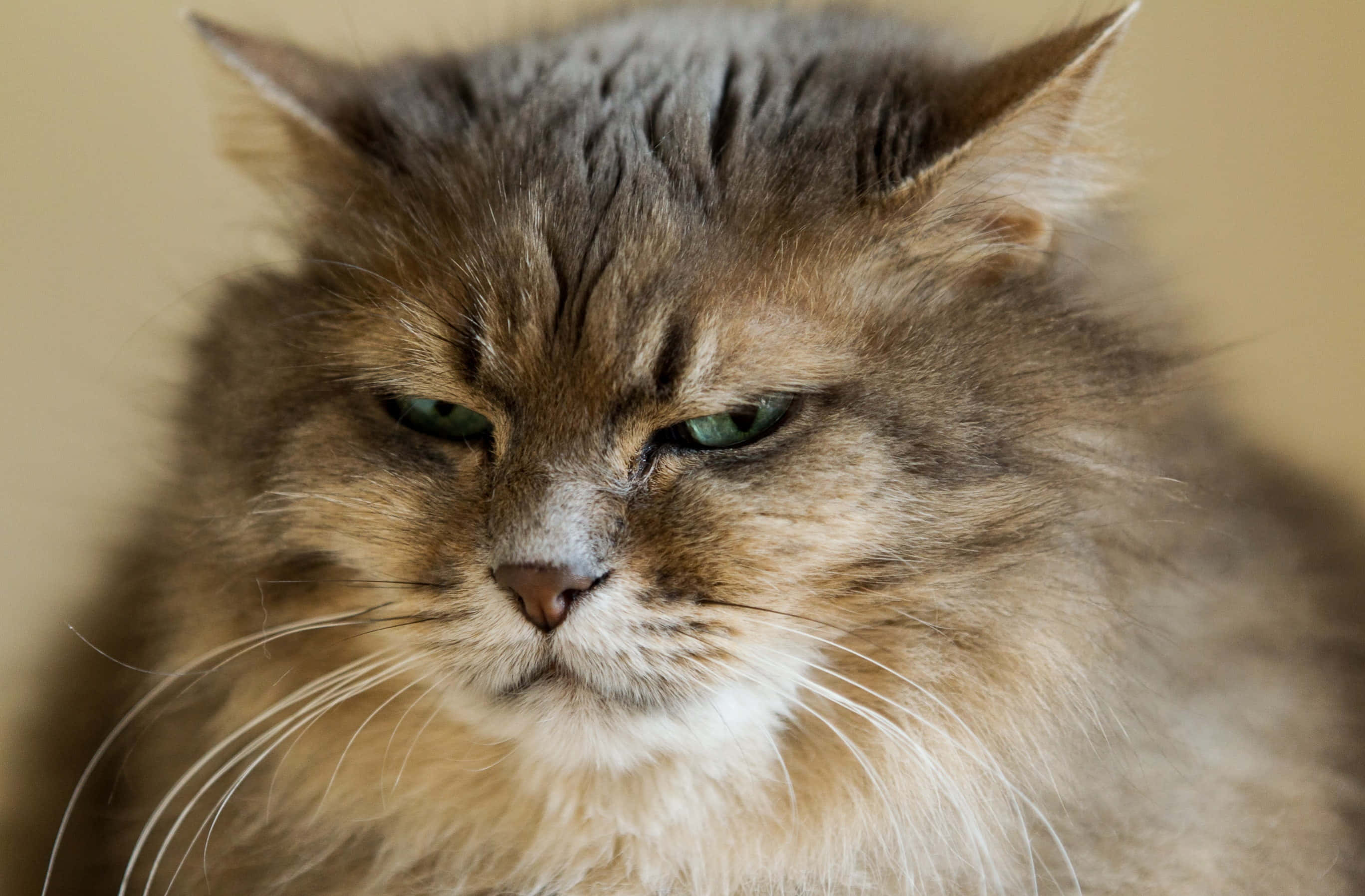 en kat med grønne øjne Wallpapers