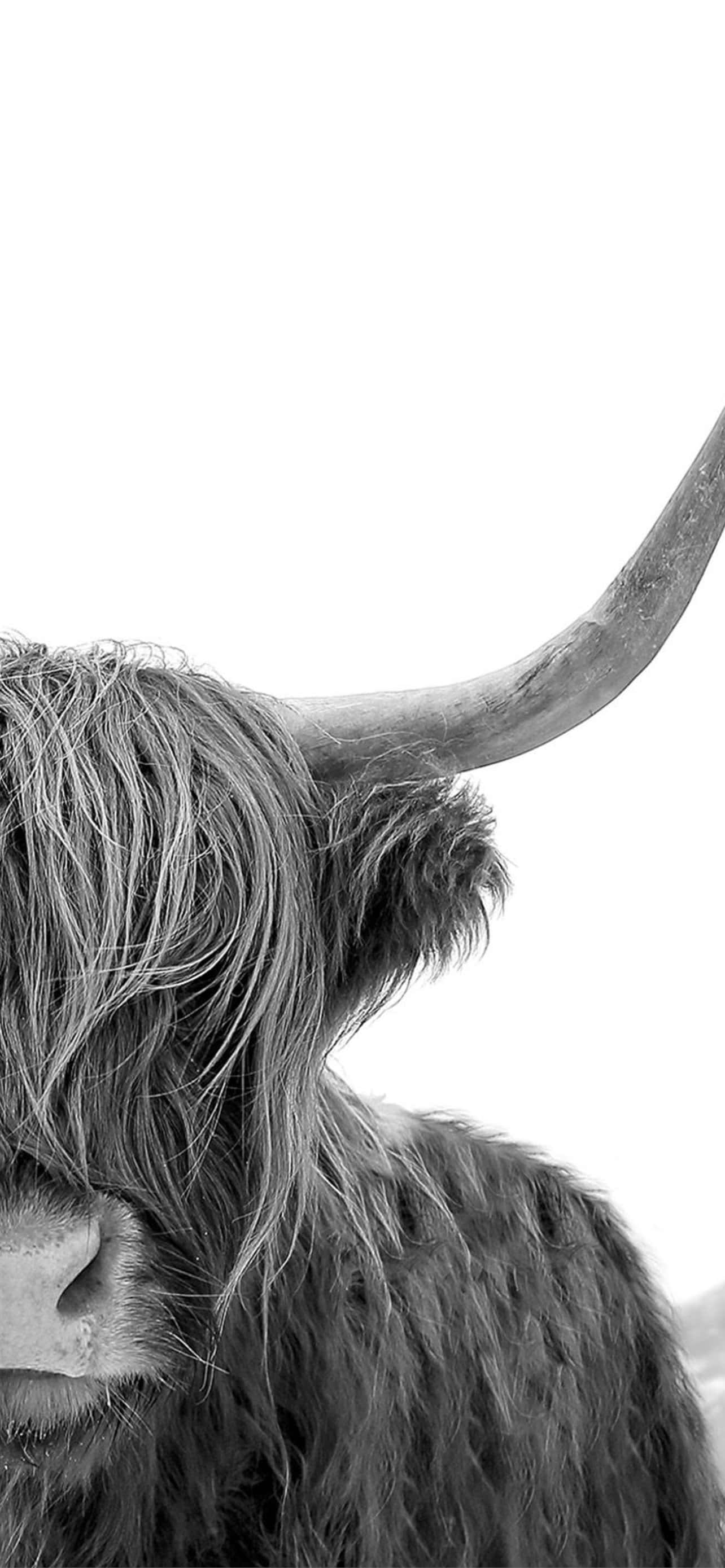 en ko med lange horn Wallpapers