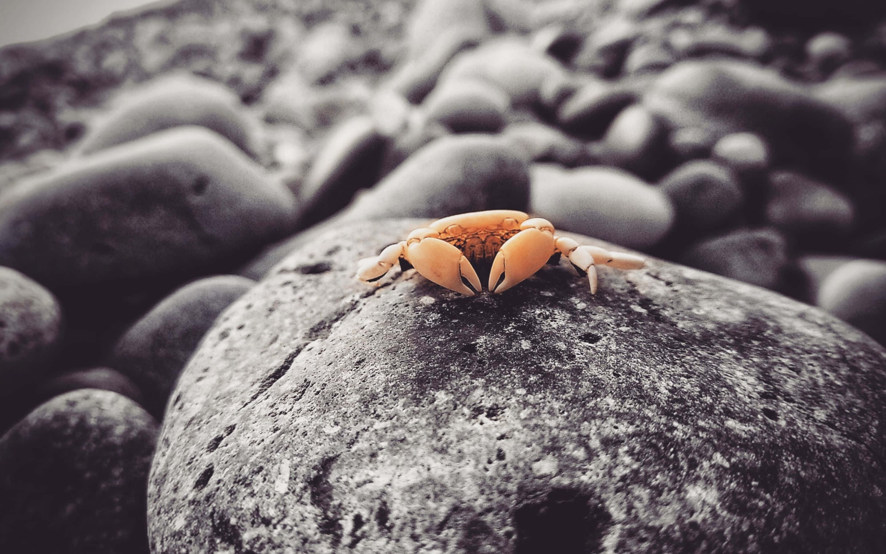 en krabbe sidder på en sten Wallpapers