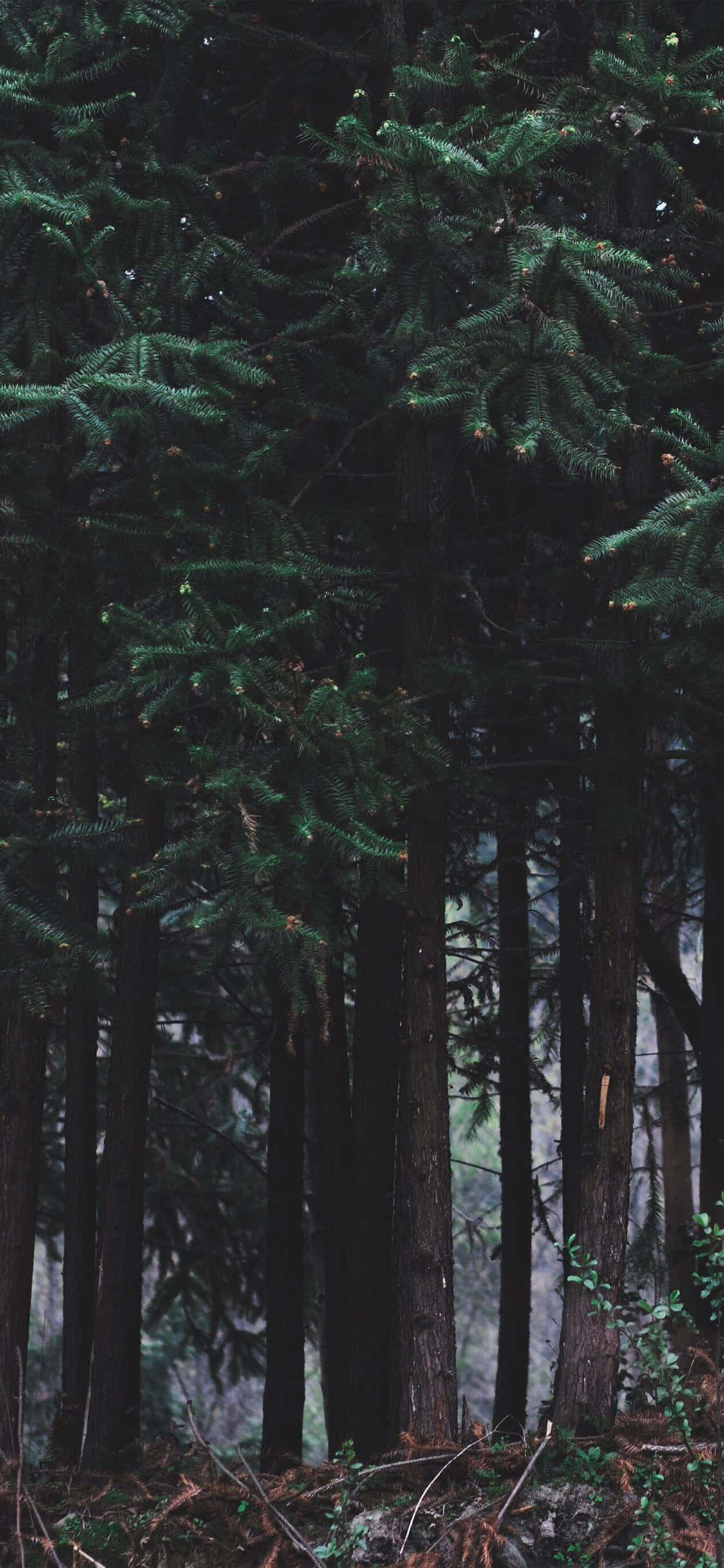 En kvinde sidder på en bænk i skoven Wallpapers