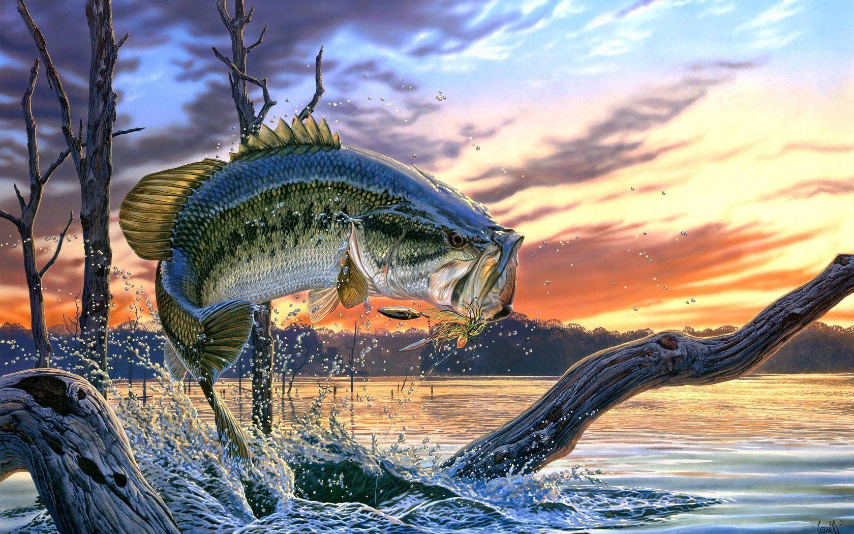 En largemouth-bass ved solnedgang Wallpapers