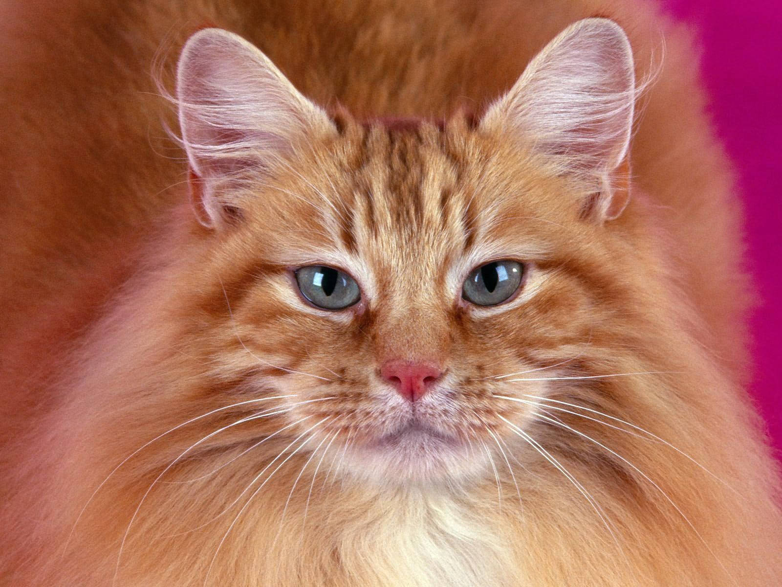 En legesyg og pelset kat Wallpapers