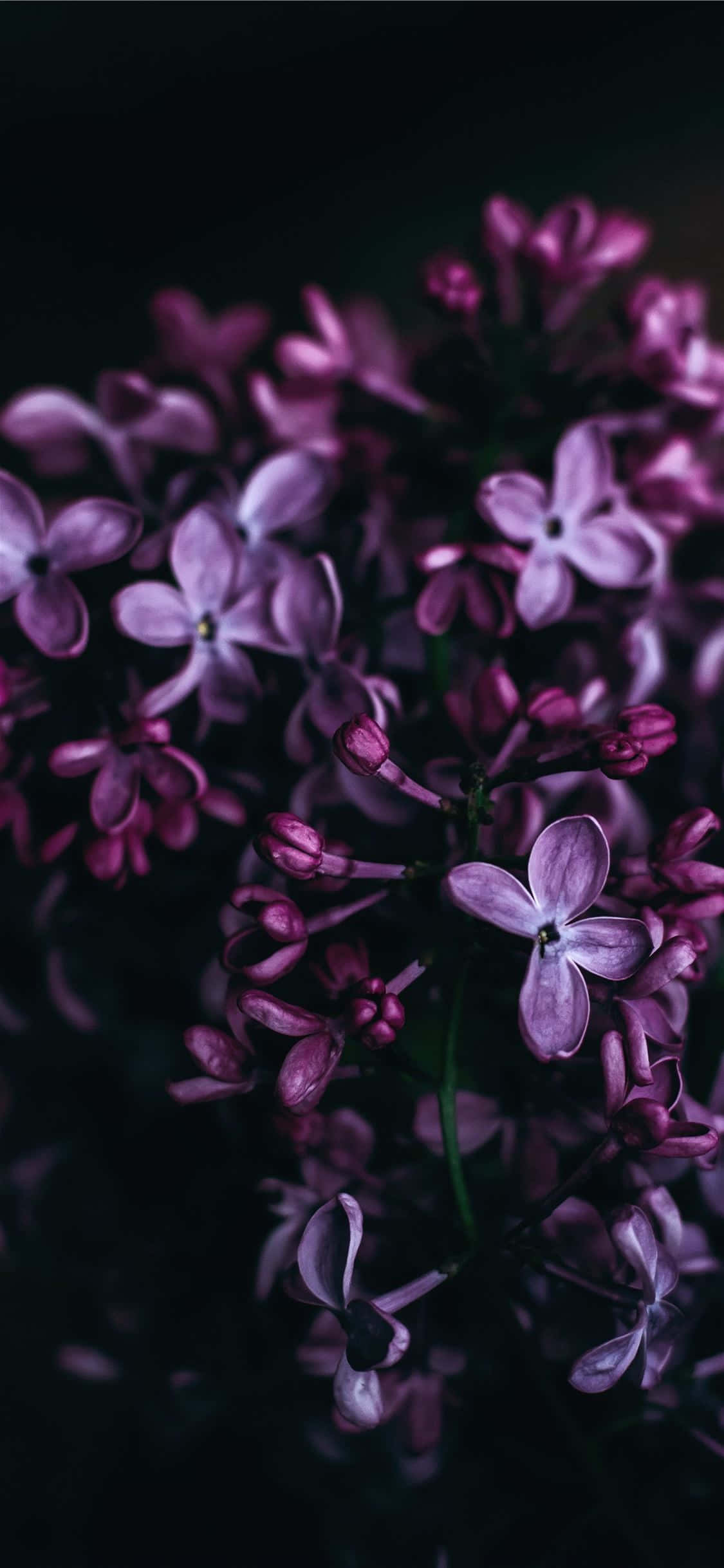 En levende lilla blomst, der blomstrer i solen Wallpapers