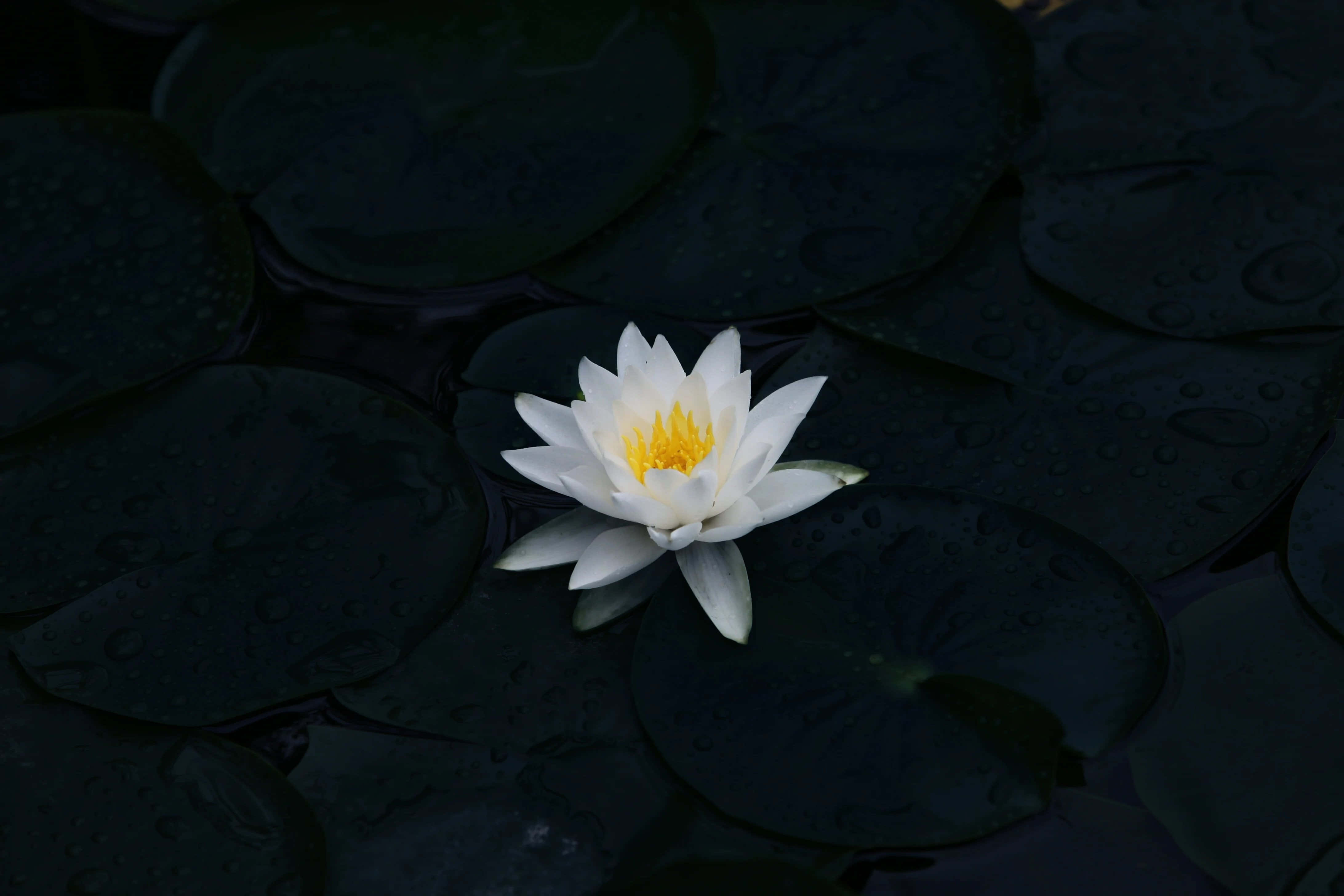 En levende lyserød og lilla blomst i fuldt flor. Wallpapers