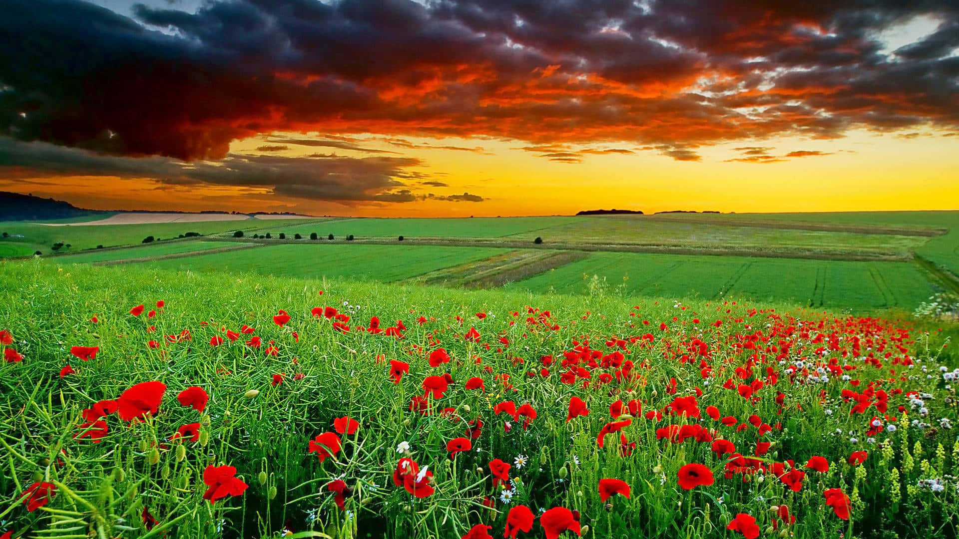 En levende og fredfyldt have med en fortryllende solnedgang Wallpapers