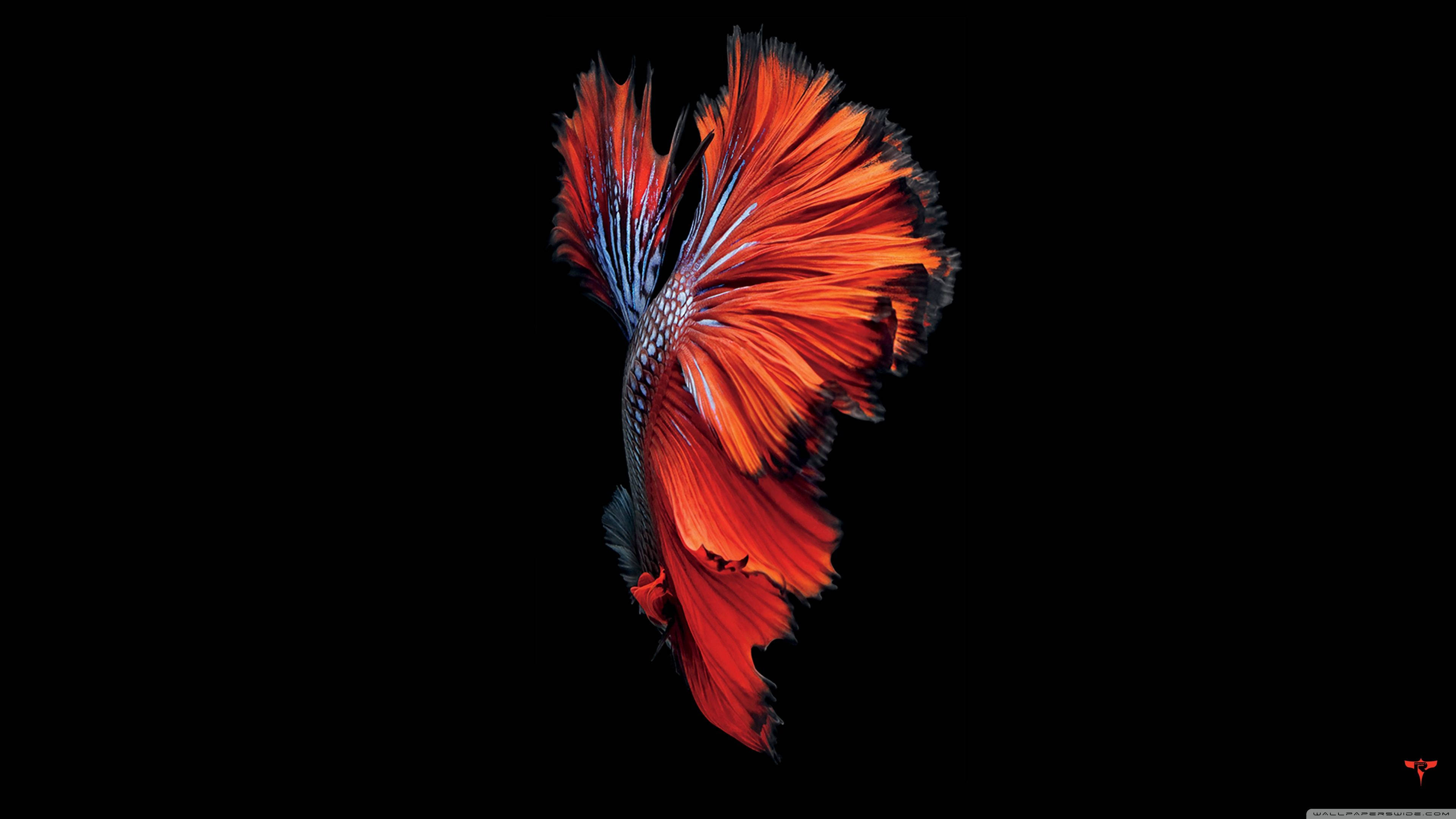 En levende rød fisk, der svømmer gennem et krystalklart hav. Wallpapers