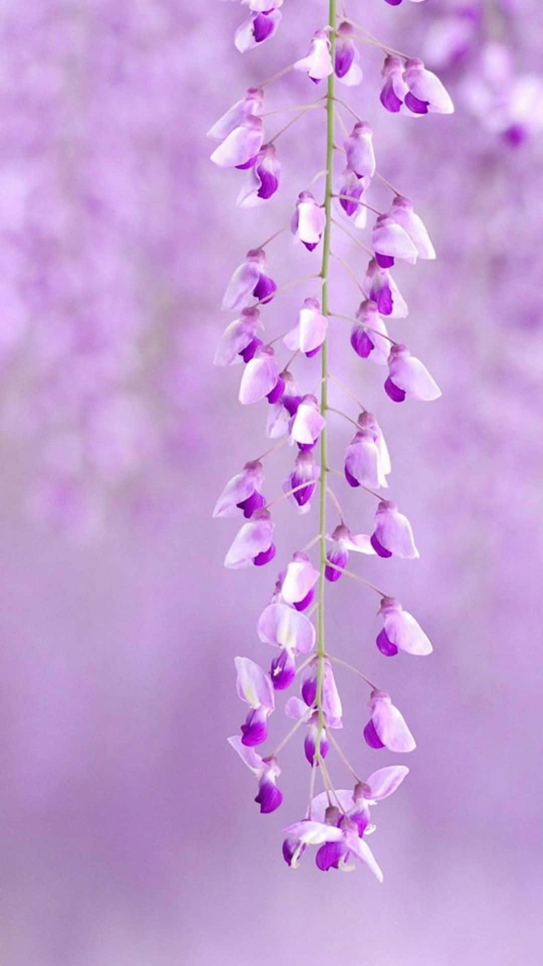 en lilla blomst hængende fra en gren Wallpapers