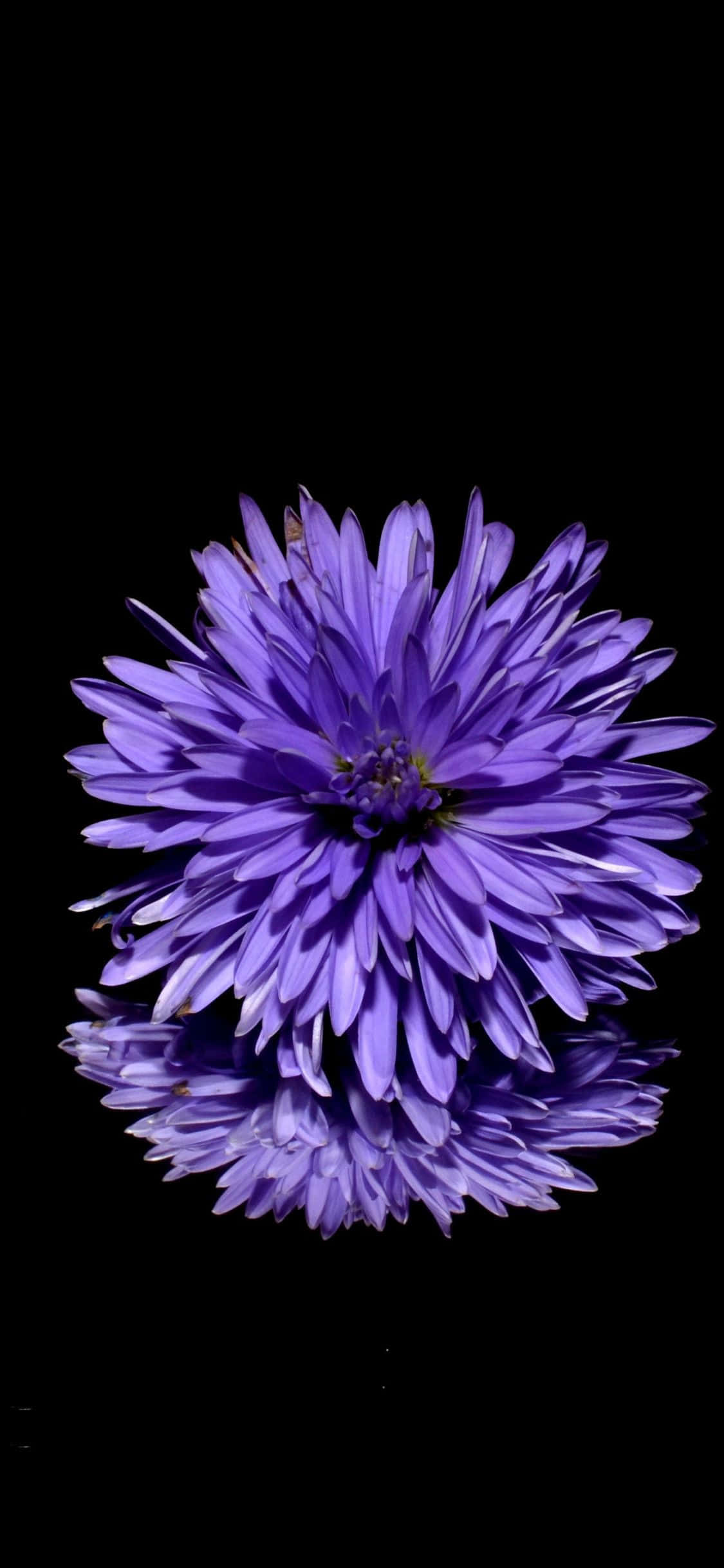 En lilla blomst spejler sig på en sort overflade Wallpapers