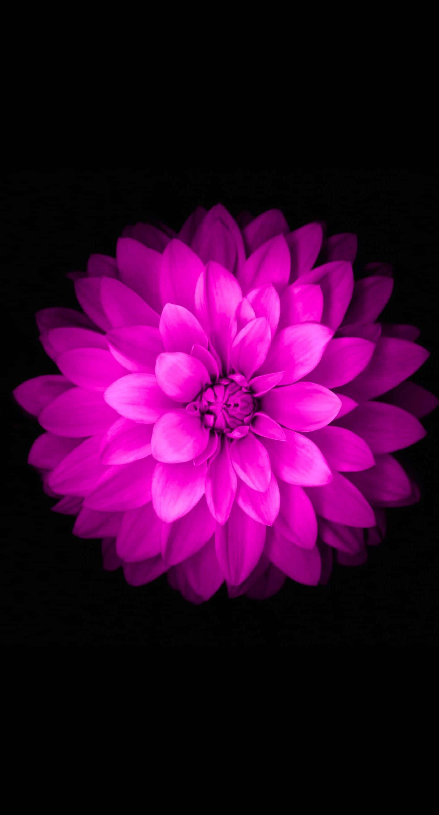 en lilla blomst på en sort baggrund Wallpapers
