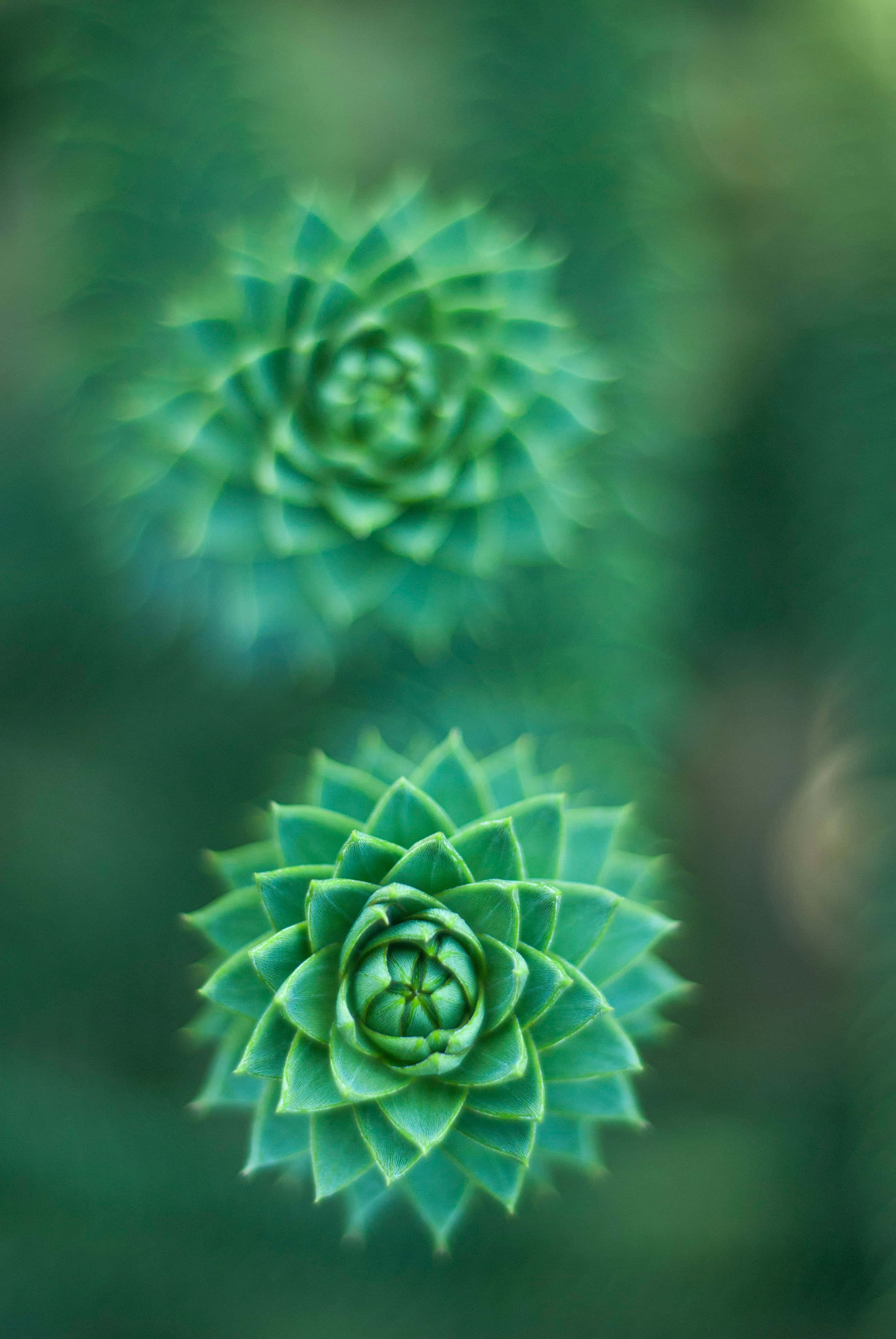 En livlig grøn blomst, der blomstrer i al sin pragt Wallpapers
