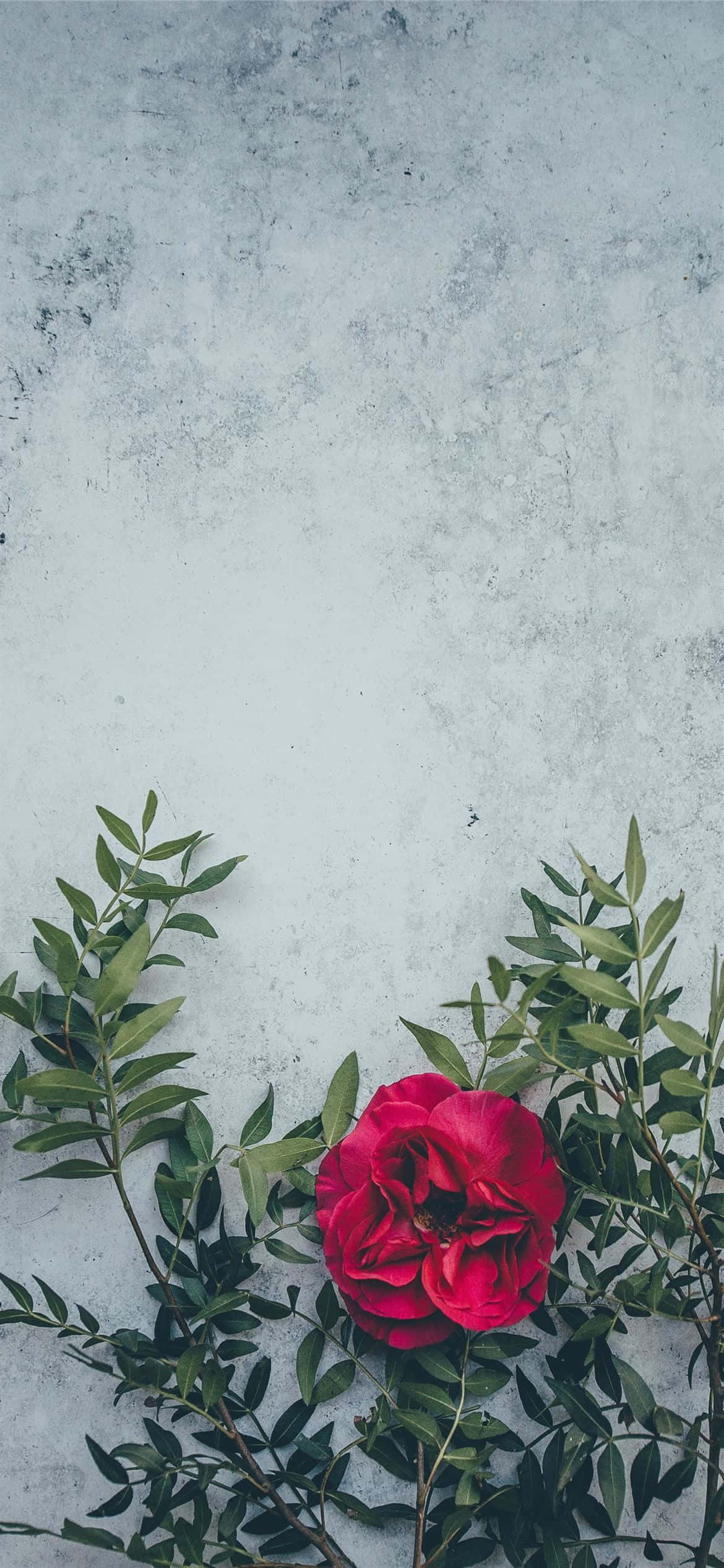En livlig rød blomst, der springer ud i livet Wallpapers