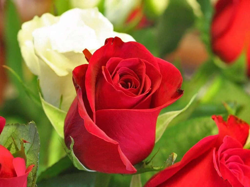 En livlig rød rose i fuldt flor Wallpapers