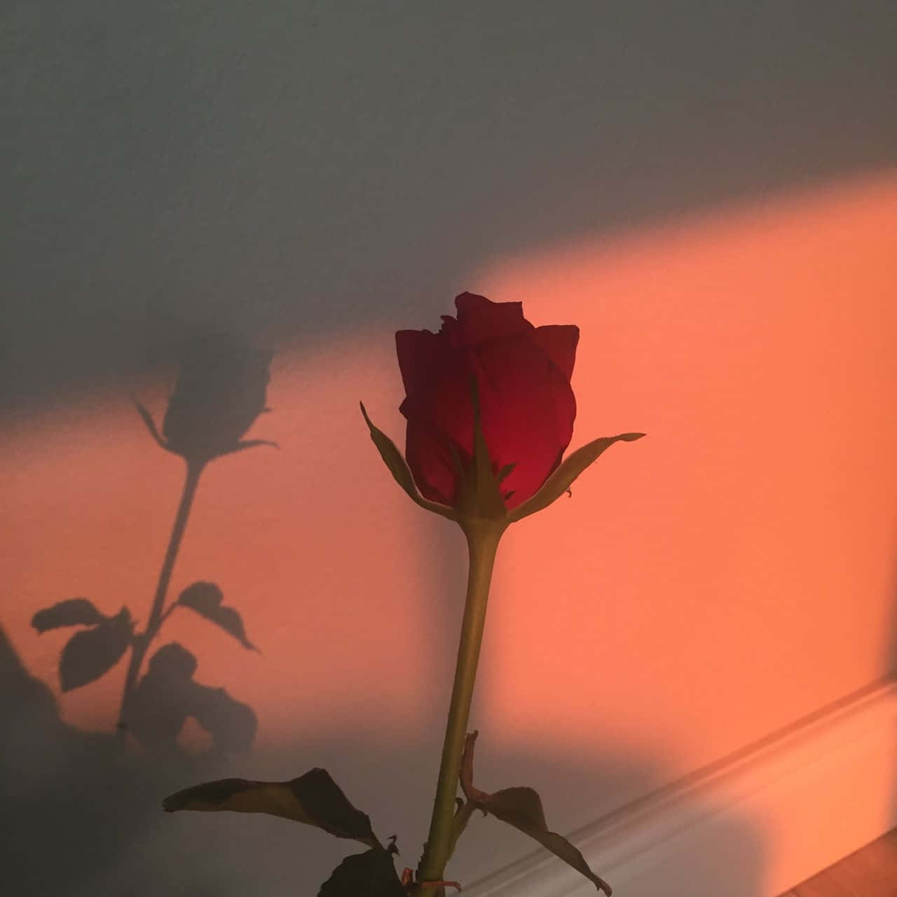 En livlig rød rose skiller sig ud i en blød fokus æstetik. Wallpapers