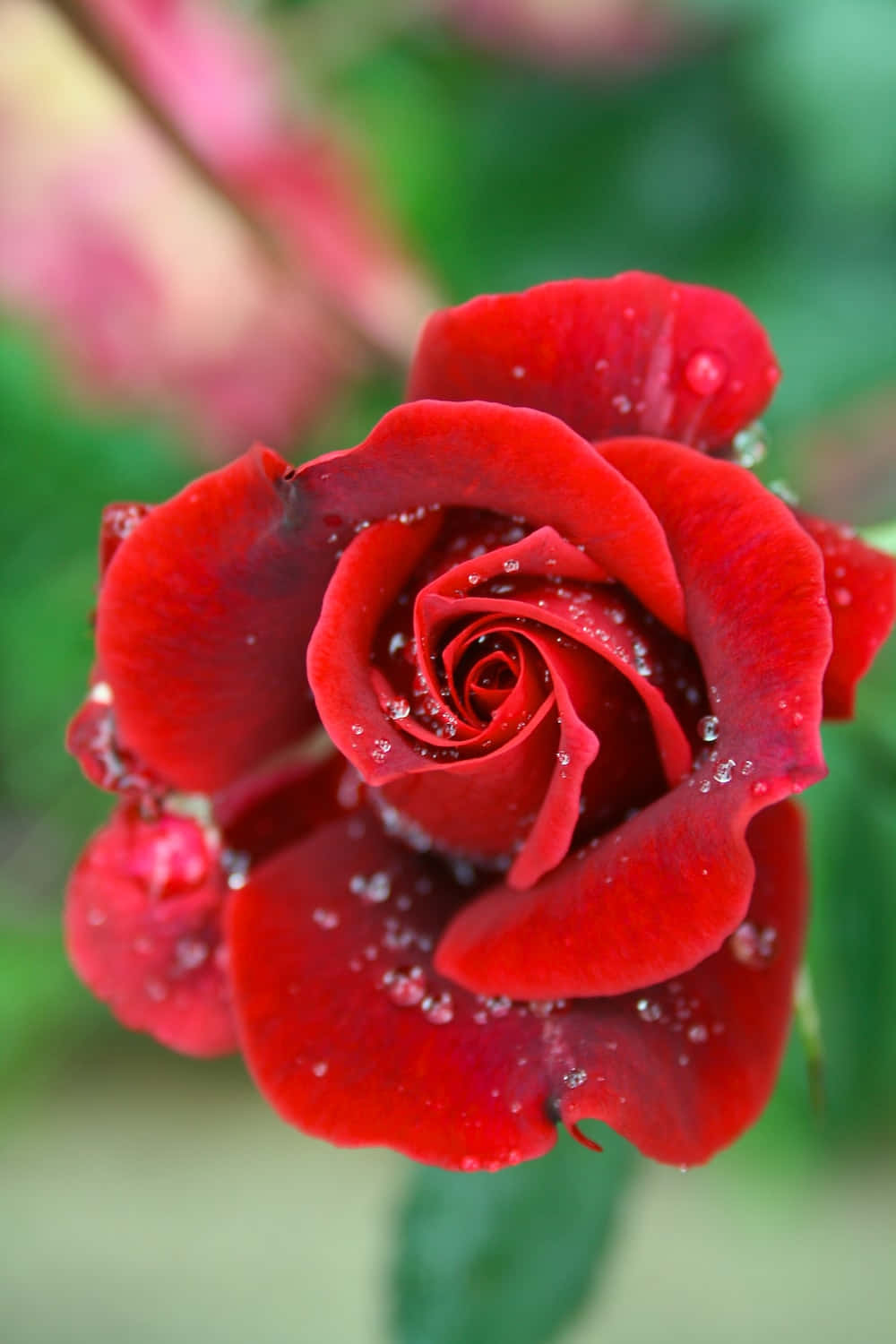 En lys gul rose i fuld blomst omgivet af sine frodige grønne blade Wallpapers