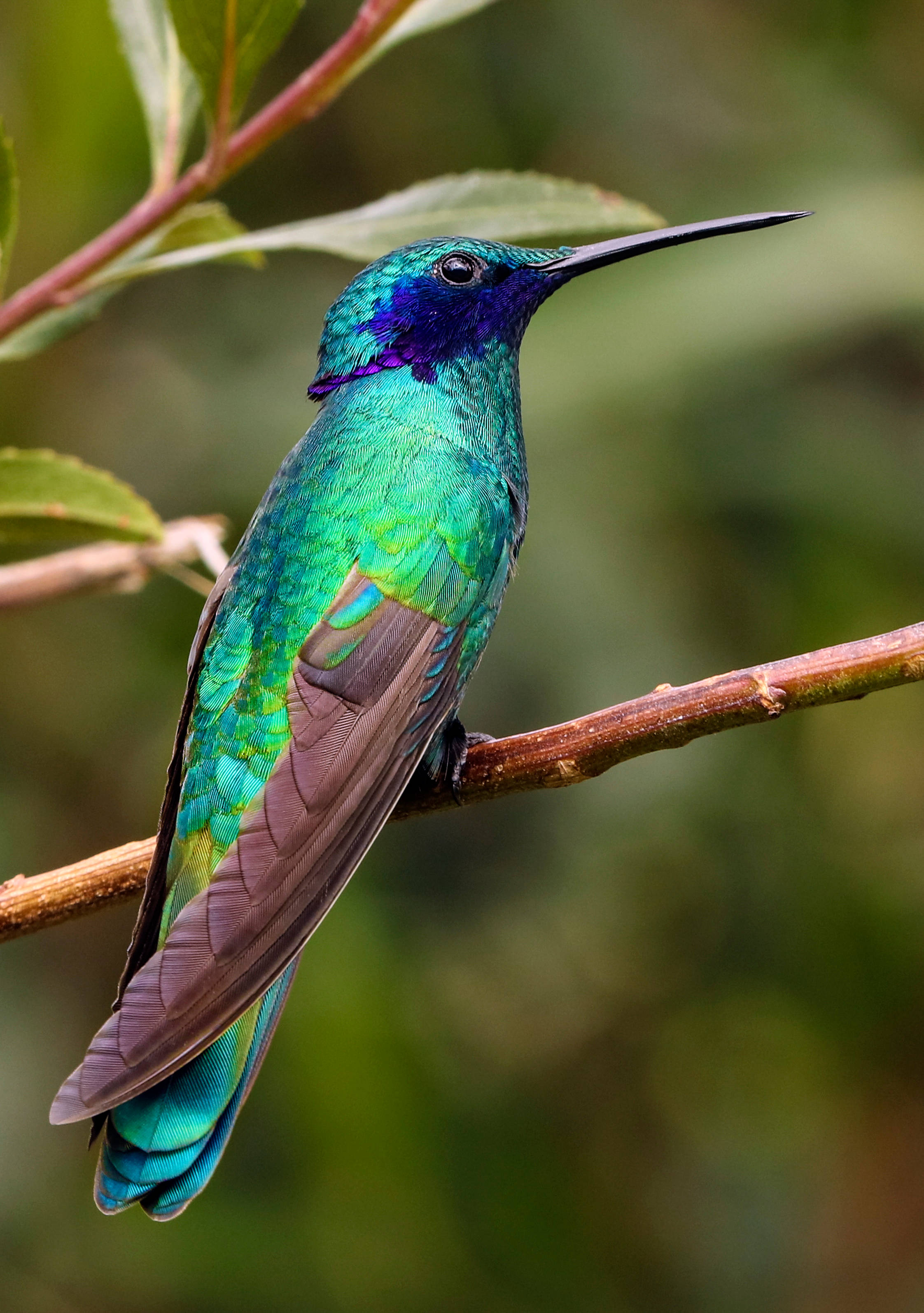 En lys, iriserende kolibri i flugt Wallpapers