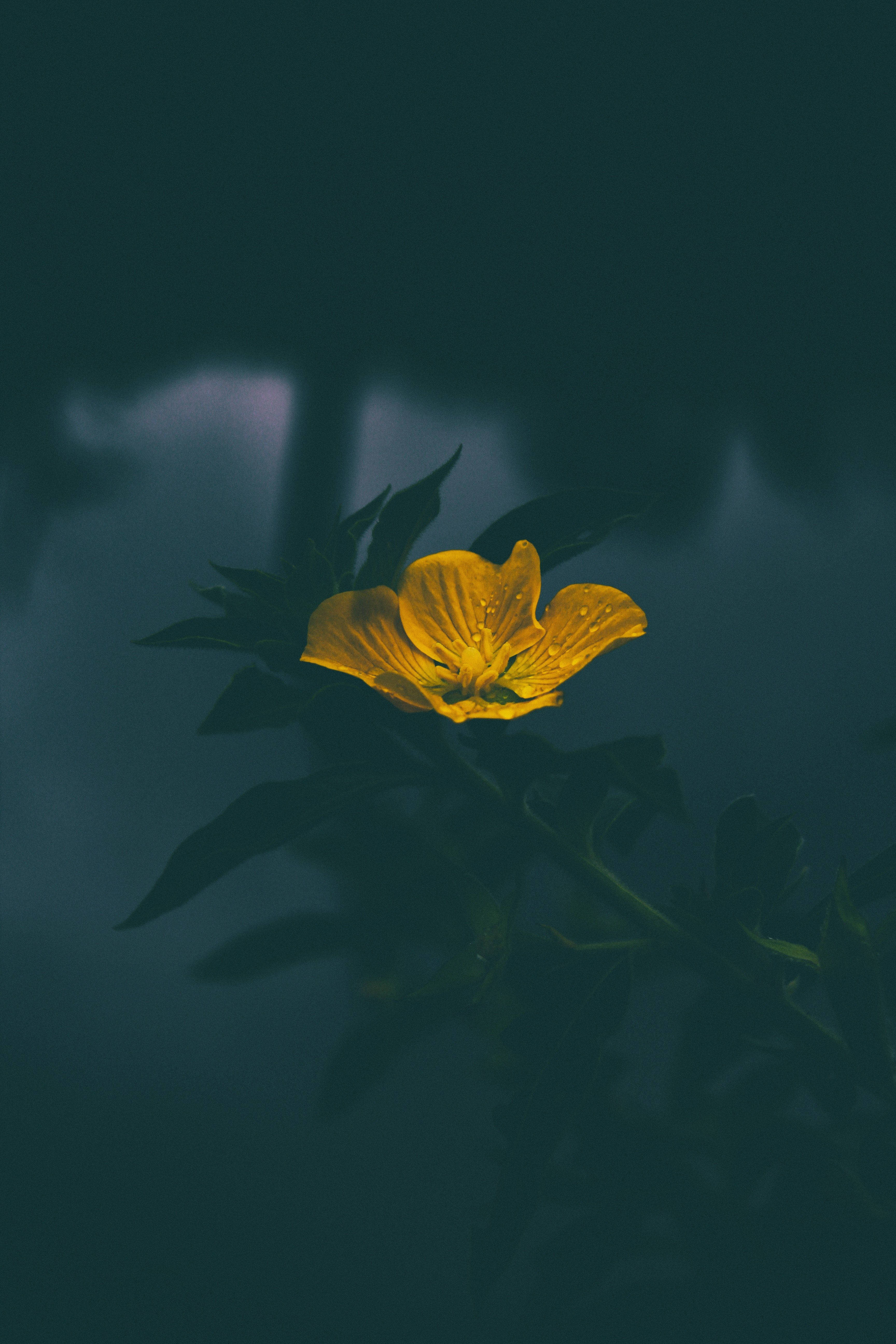 En lys og munter gul blomst mod en sløret grå baggrund. Wallpapers