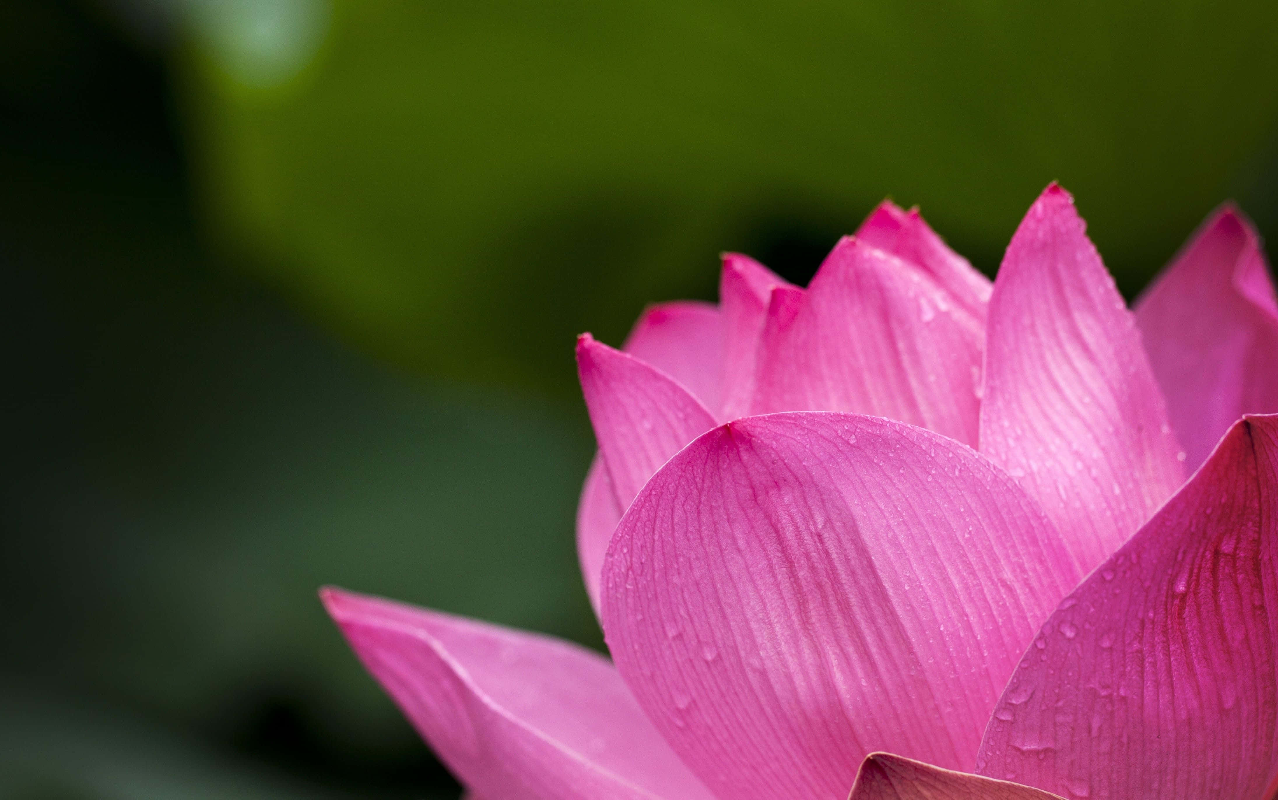 en lyserød lotusblomst med vanddråber på Wallpapers