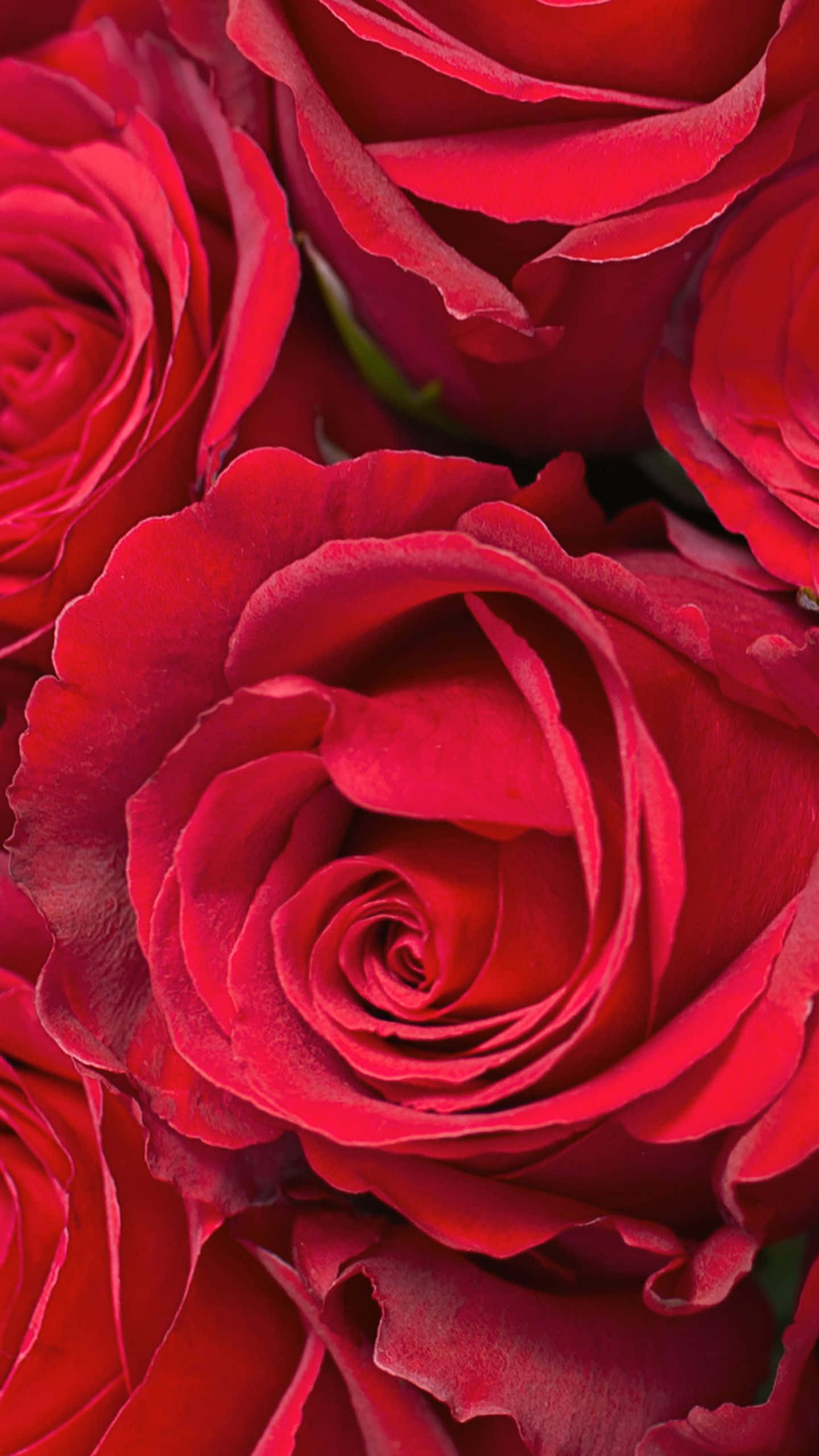 En lyserød og hvid rose med vidt spredte kronblade, siddende i en livlig grøn busk. Wallpapers