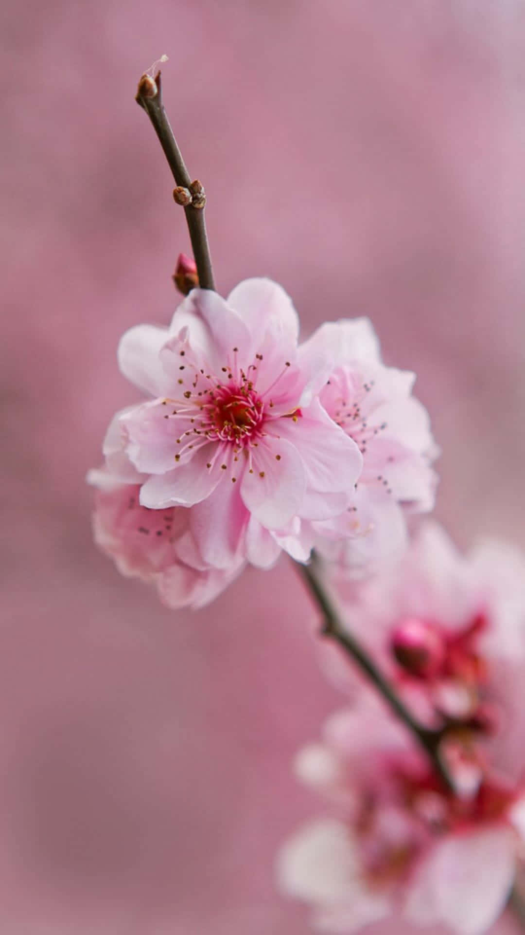 En lyserød blomst sidder på en gren med en lyserød baggrund Wallpapers