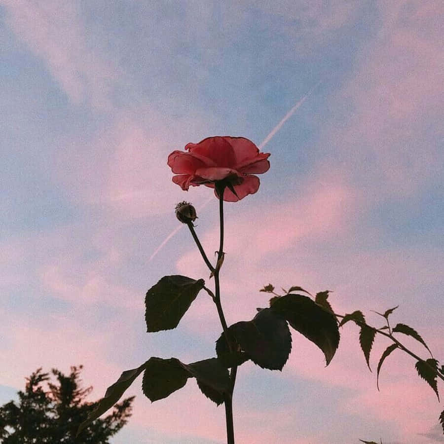 en lyserød rose står foran en lyserød himmel Wallpapers