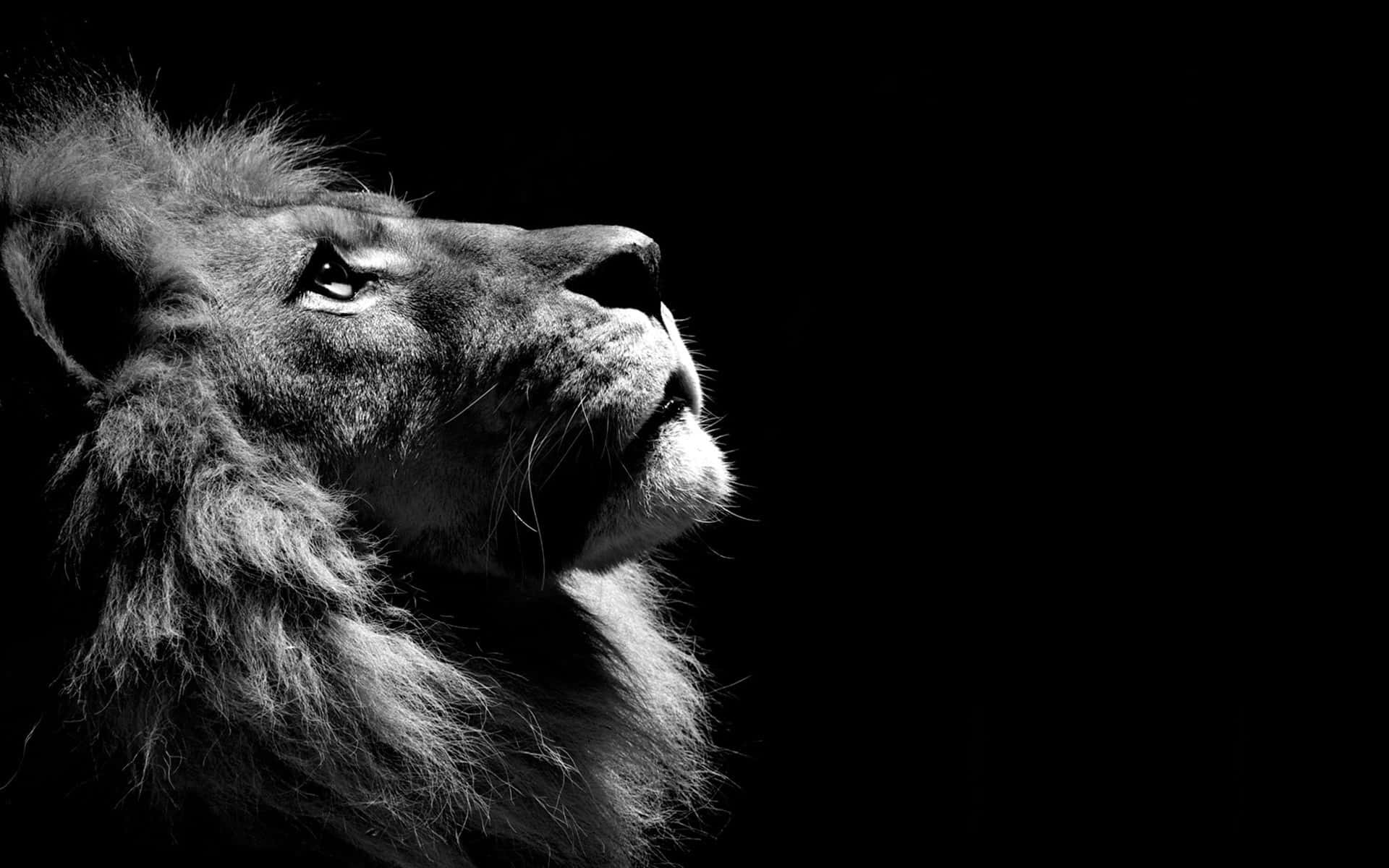En majestætisk løve, der skuer ud mod solnedgangen Wallpapers
