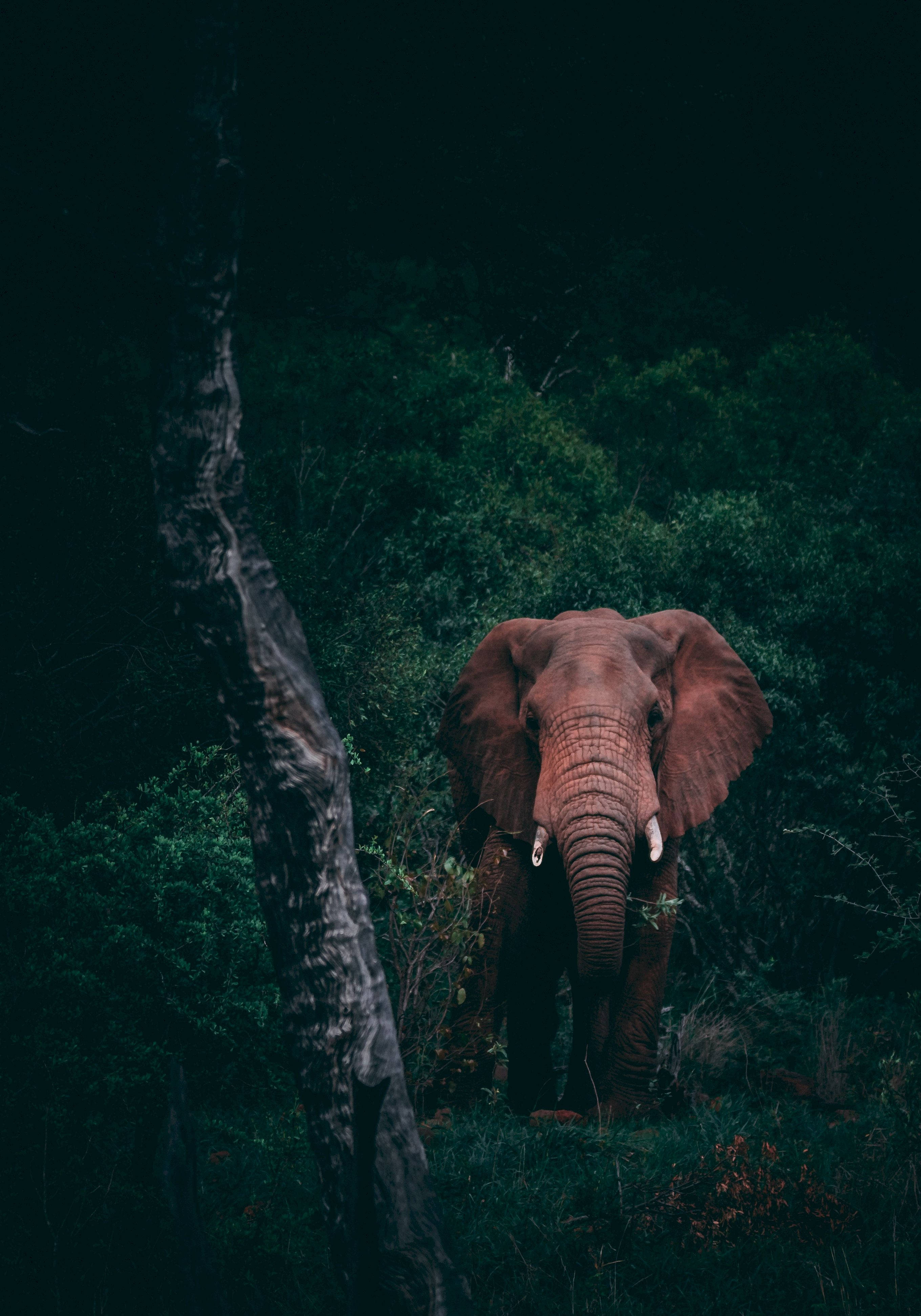 En majestætisk elefant stående i en mørk skov Wallpapers