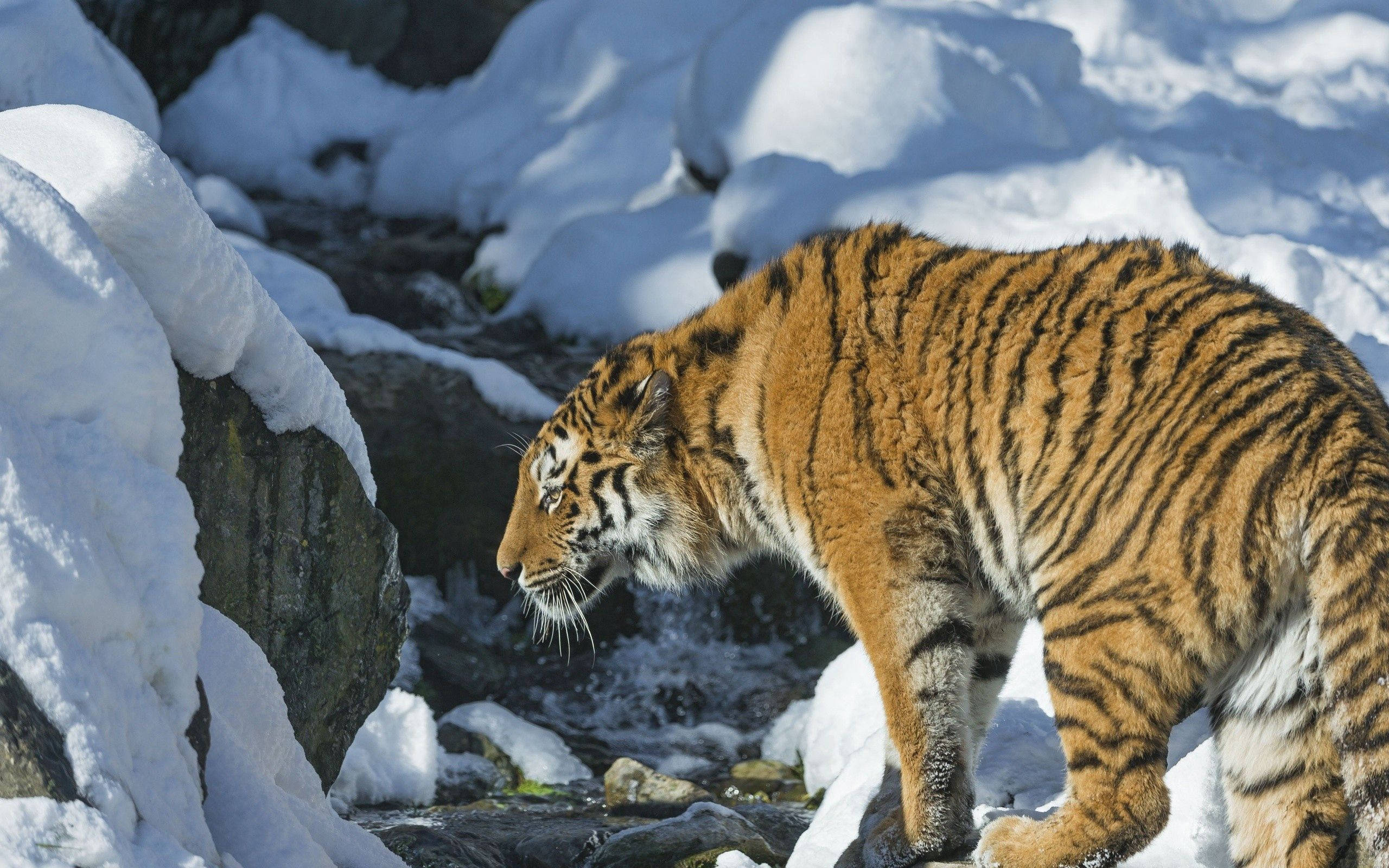 En majestætisk sibirisk tiger, der strejfer i sneen Wallpapers