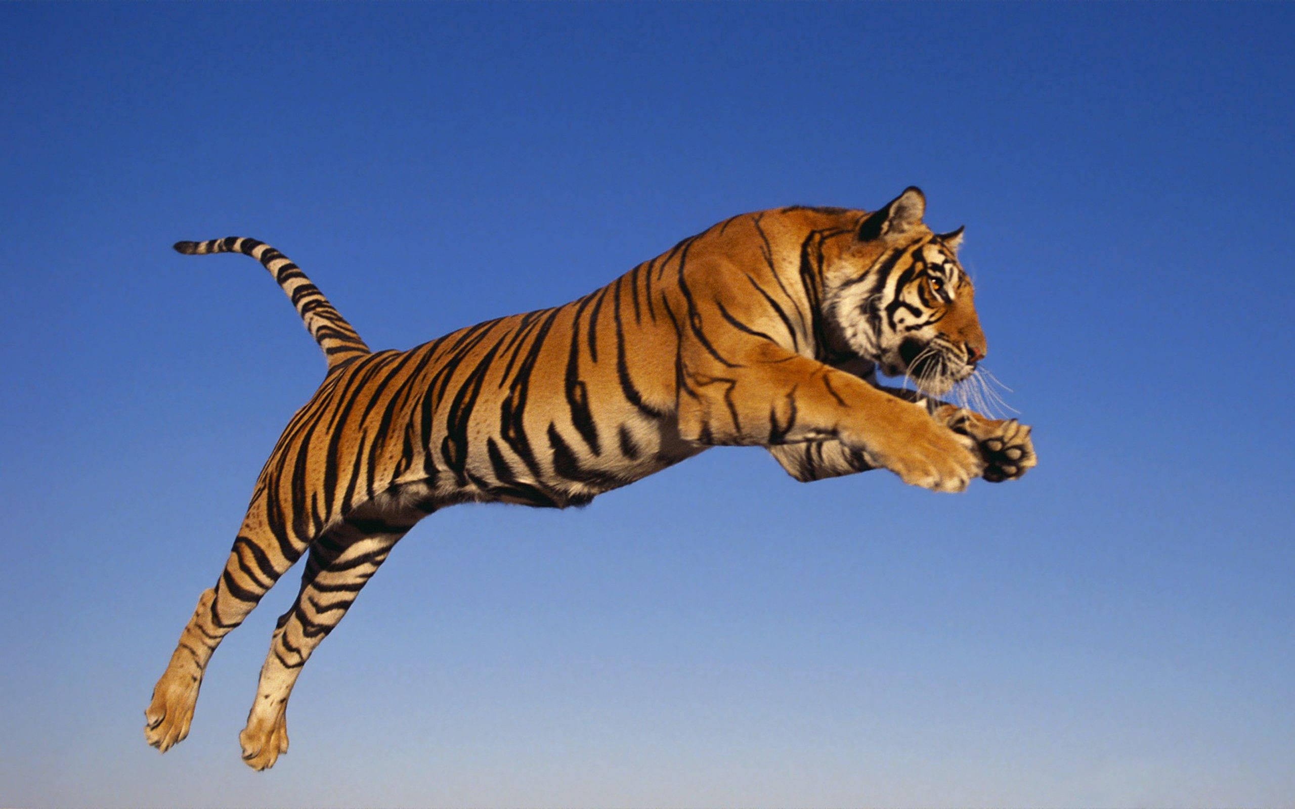 En majestætisk tiger springer over savannen Wallpapers