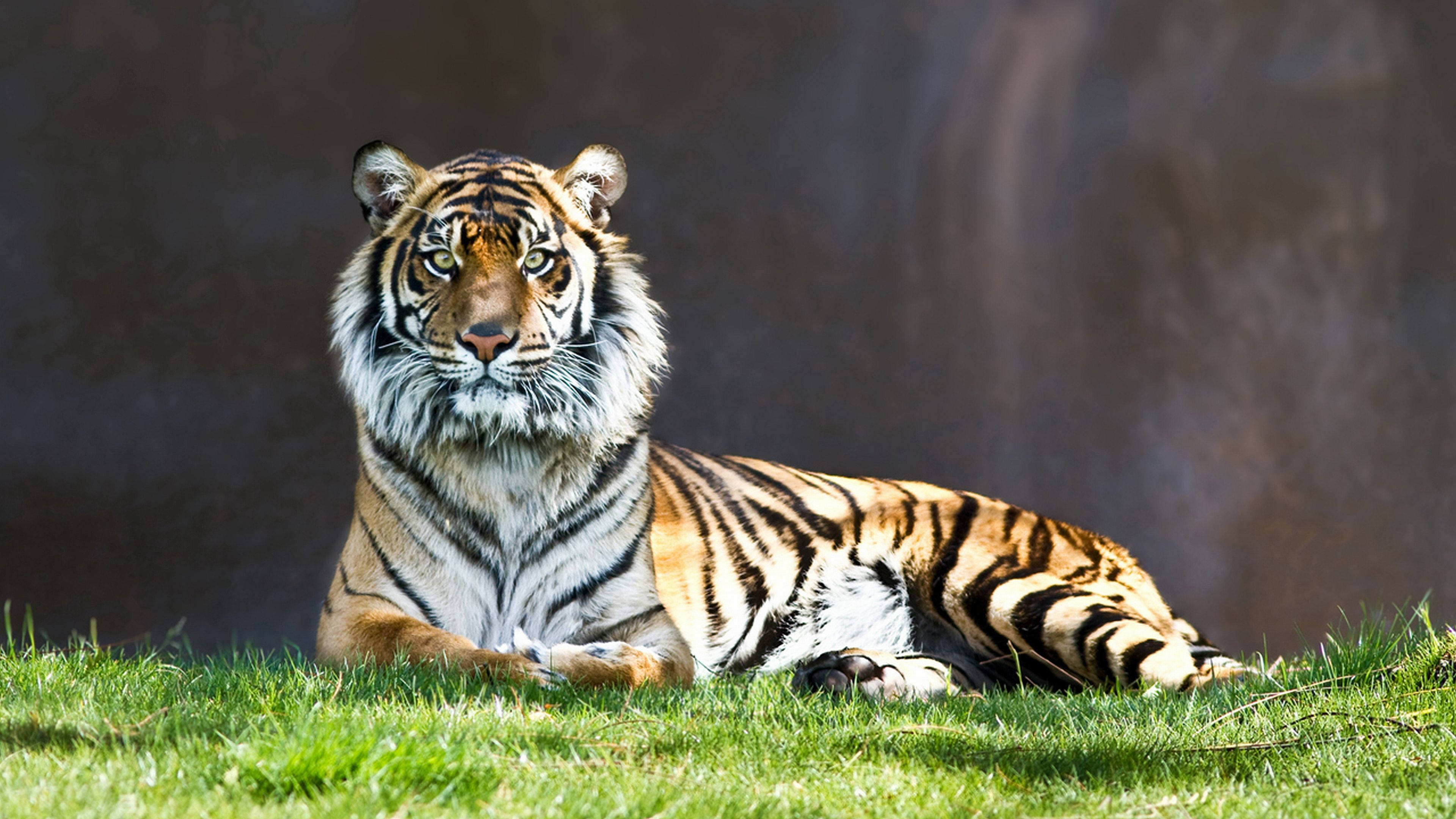 En majestætisk rovdyrtiger, der nyder udsigten fra en græsklædt bakke Wallpapers