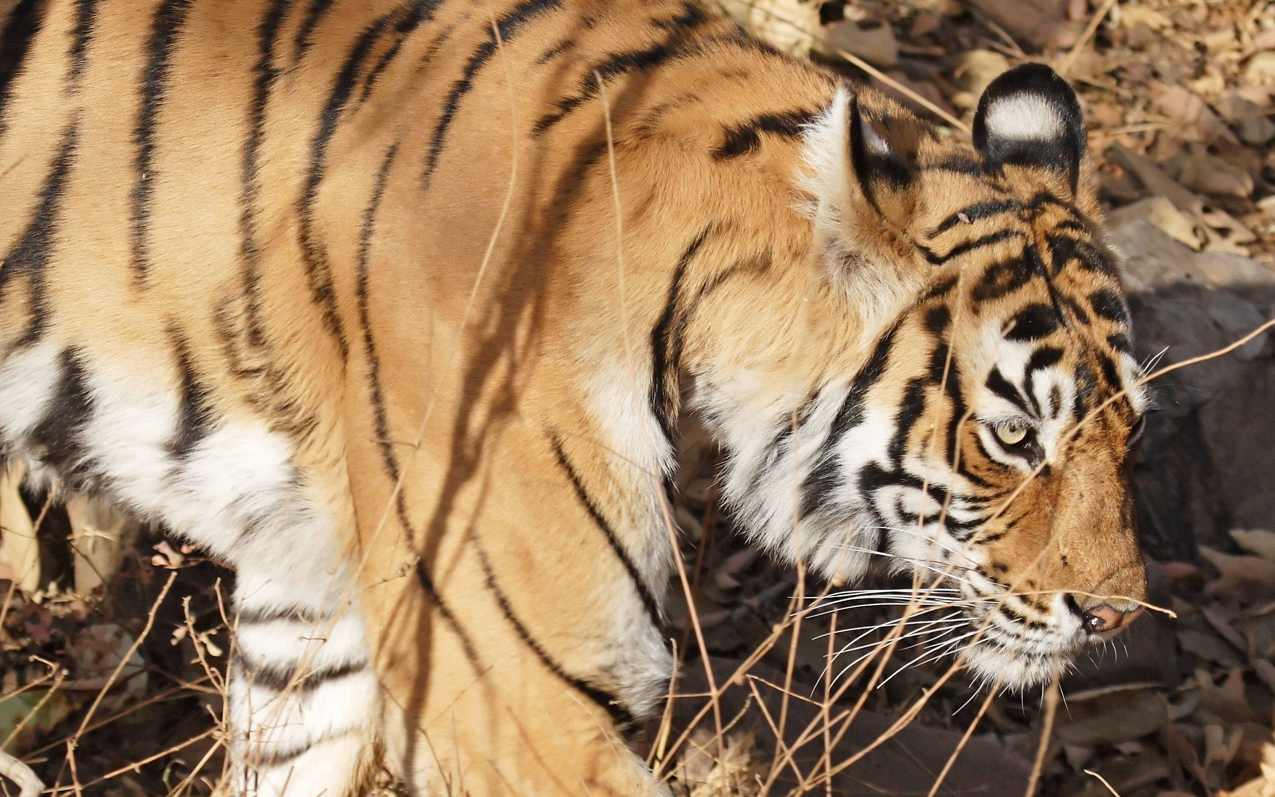 En majestætisk bengalsk tiger går gennem sit levested Wallpapers