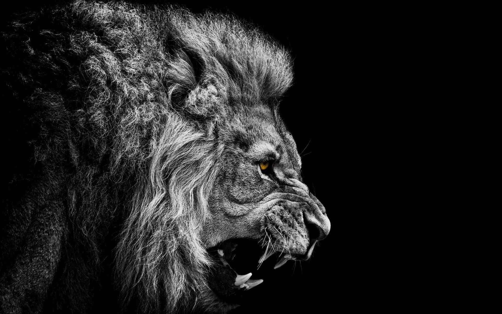 En majestætisk løve brøler Wallpapers