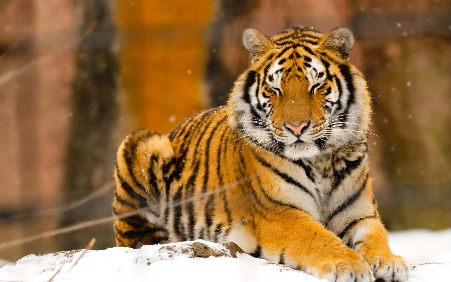 En majestætisk tiger, der går blandt citrongræs. Wallpapers
