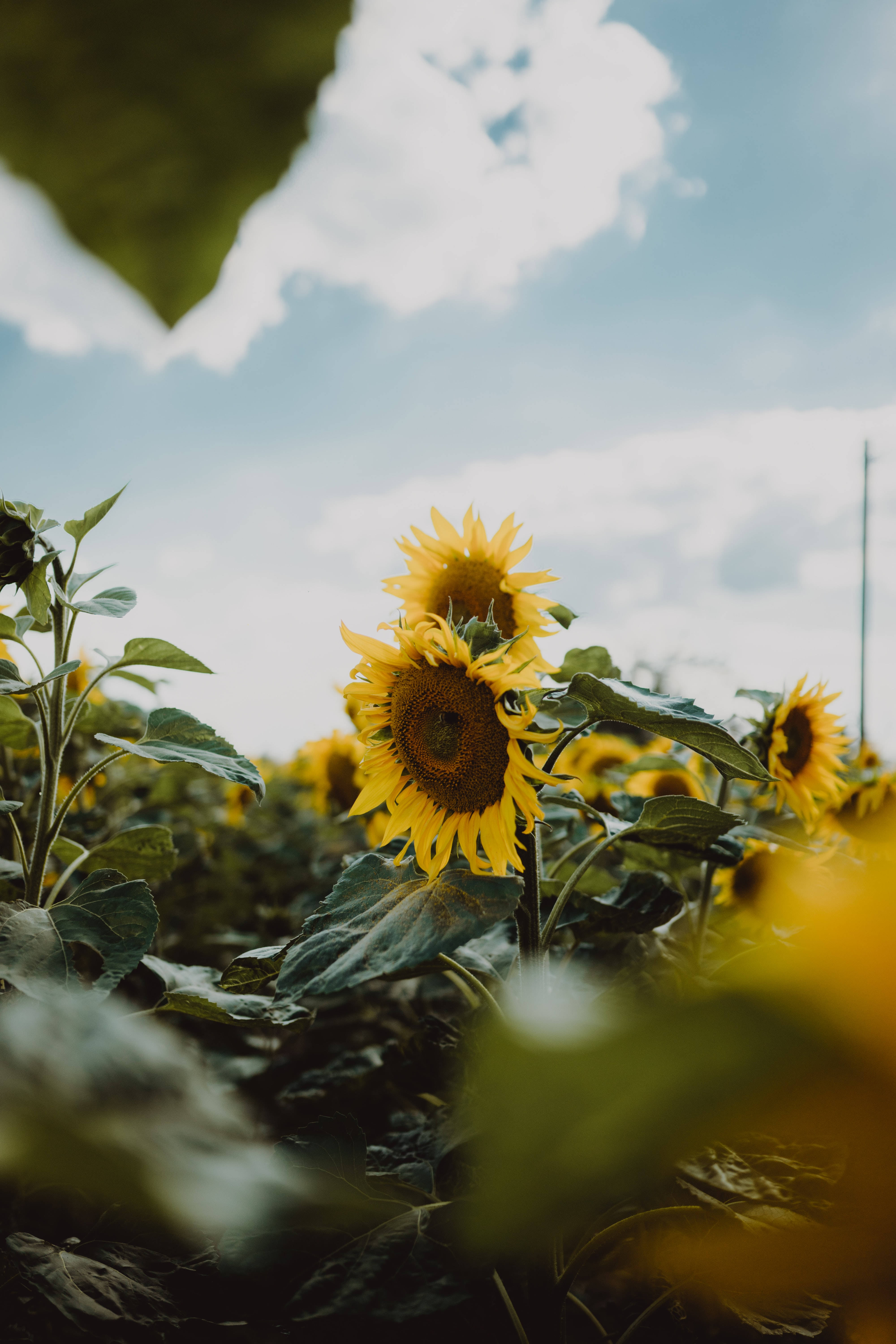 En mark af solsikker i fuldt flor Wallpapers