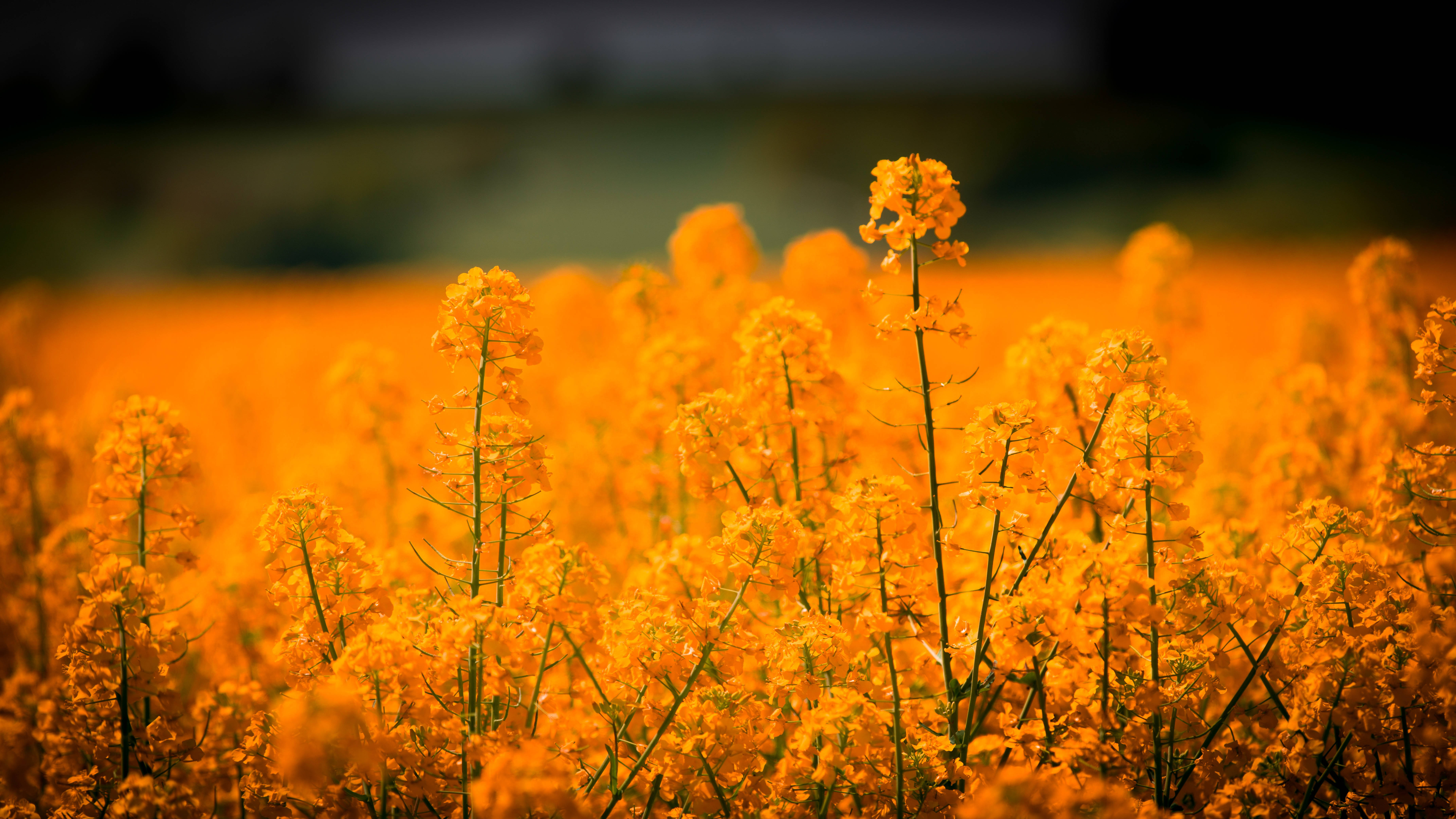 En mark med gyldent græs og farverige blomster Wallpapers