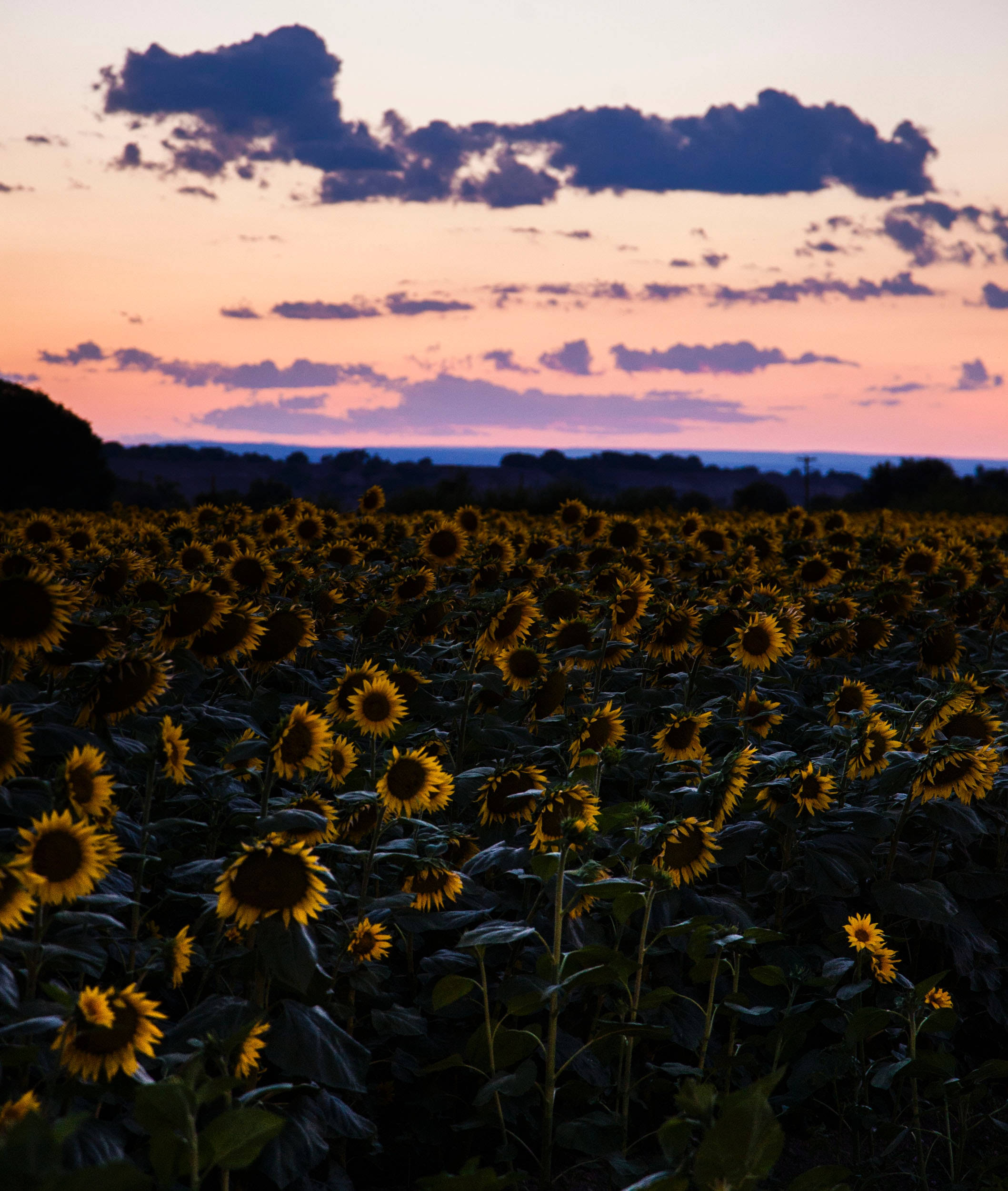 En mark med klare gule solsikker under en lyserød solnedgangshimmel Wallpapers