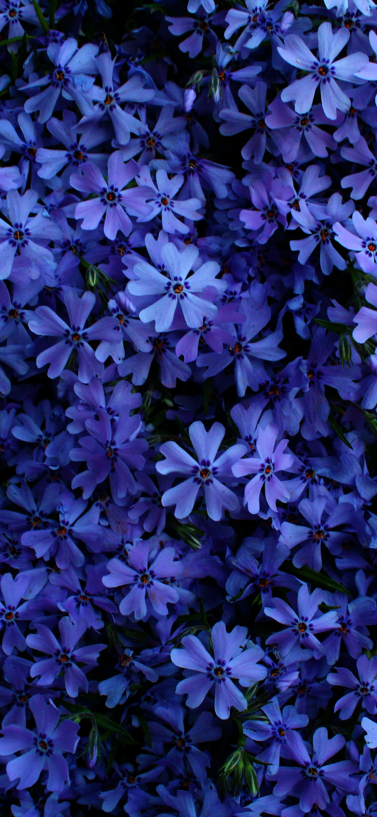 En masse blå blomster Wallpapers