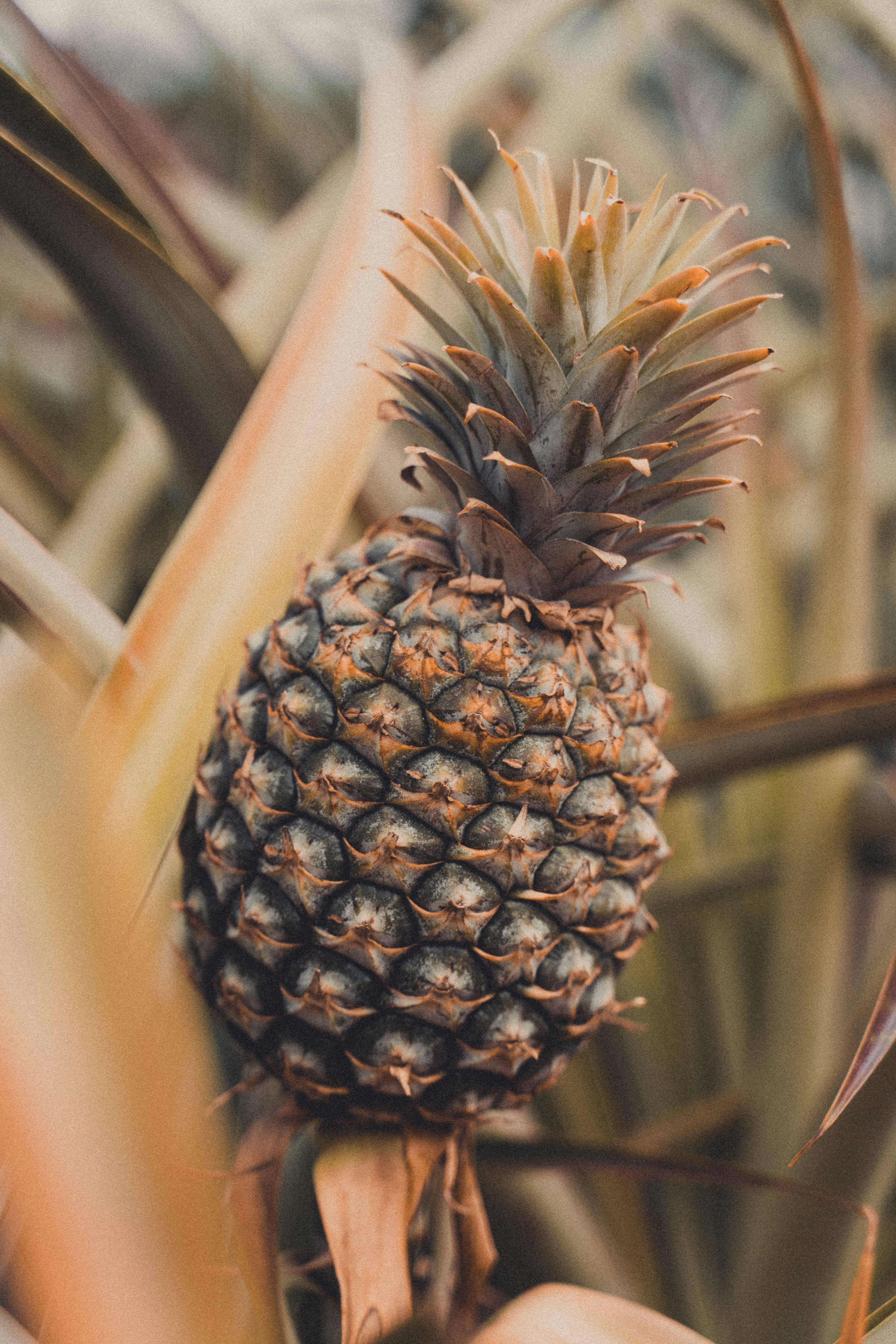 En moden ananas i troperne Wallpapers