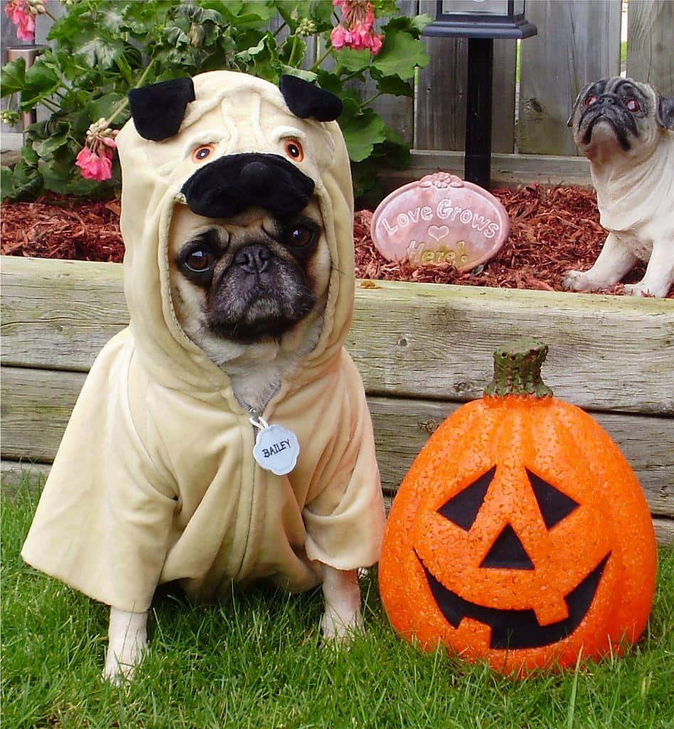 en mops klædt i et halloween kostume Wallpapers